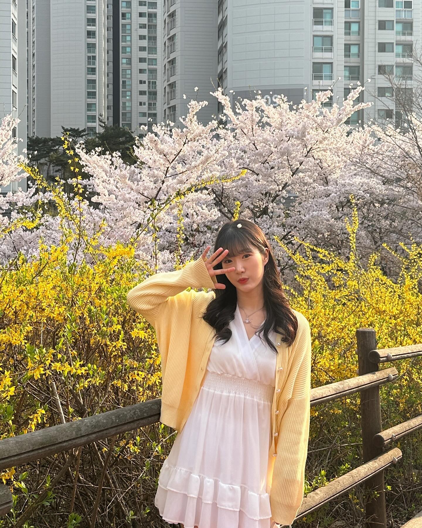 벚꽃 사이 개나리소녀🐣🌸
#벚꽃축제 #벚꽃명소 #개나리 #🌸