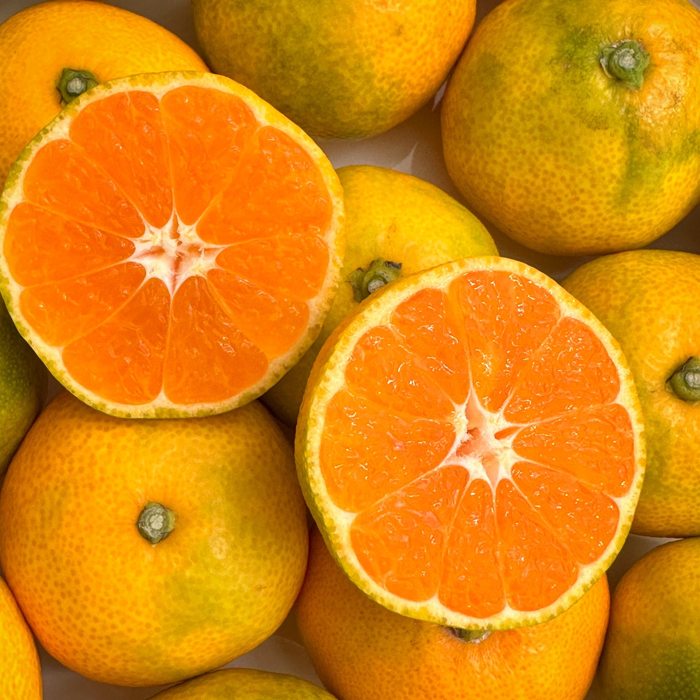 🍊감귤 공동구매
23년 고당도 제주 하우스 감귤

🍊천혜의 땅 제주도에서 
풍부한 일조량과 질 높은 토양을 바탕으로
시원한 해풍을 충분히 받아
당도 높은 최고의 품질로 재배됩니다

🍊금액 : (택배비 포함)

소중과2kg 16,800원
소중과3kg 22,800원
소중과5kg 35,800원

중과2kg 18,600원
중과3kg 26,800원
중과5kg 43,800원

대과3kg 21,300원
대과5kg 28,800원
대과10kg 43,800원 

🍊 (가방포함) 선물용도 있어요 !
선물용 중과2kg 23,300원
선물용 중과3kg 30,800원
선물용 중과5kg 46,800원

다들 공구 참여하시고 
소중한 가족들과 
행복한 추석 보내세요💕
------------------------------
✔주문방법 : 
(상단)카카오톡 이용해주시면 됩니다.

✔최대한 꼼꼼하게 포장하지만, 
택배 사정상 몇개가 터져서 도착 할 수도 있어요😥 
터진 귤부터 부패가 시작되니, 
도착하자마자 귤 상태 확인은 필수 ‼

#제주감귤 #추석선물 #가정용선물세트 #만감류 #신선과일