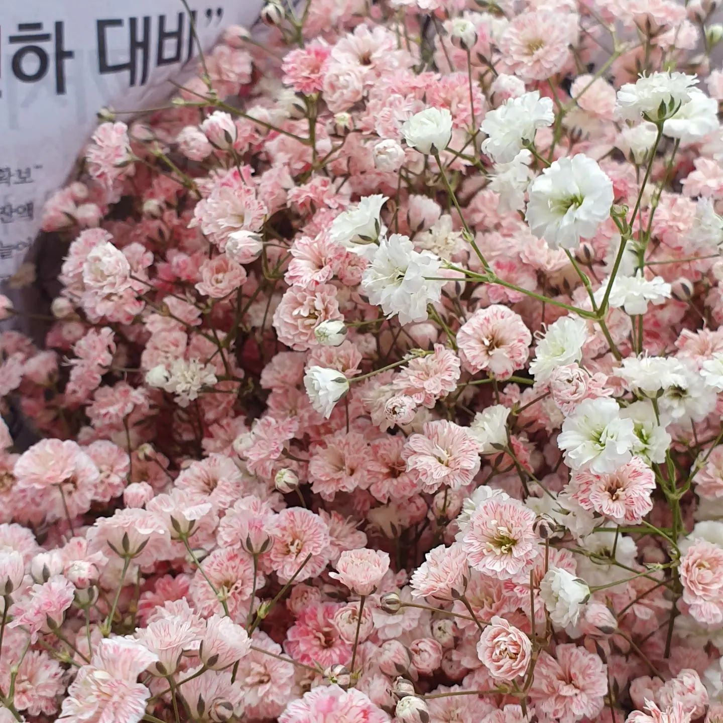 #강북꽃도매상가  는 꽃이 #고터꽃시장 과는 확연한 차이

그래도 일단 3다발

안개꽃 2만원
스토크 핑크 5천원
망고튤립 4천원

풍성하게 만들어서 졸업식장에 들어감

오랜만에 집안 가득 꽃이로구나