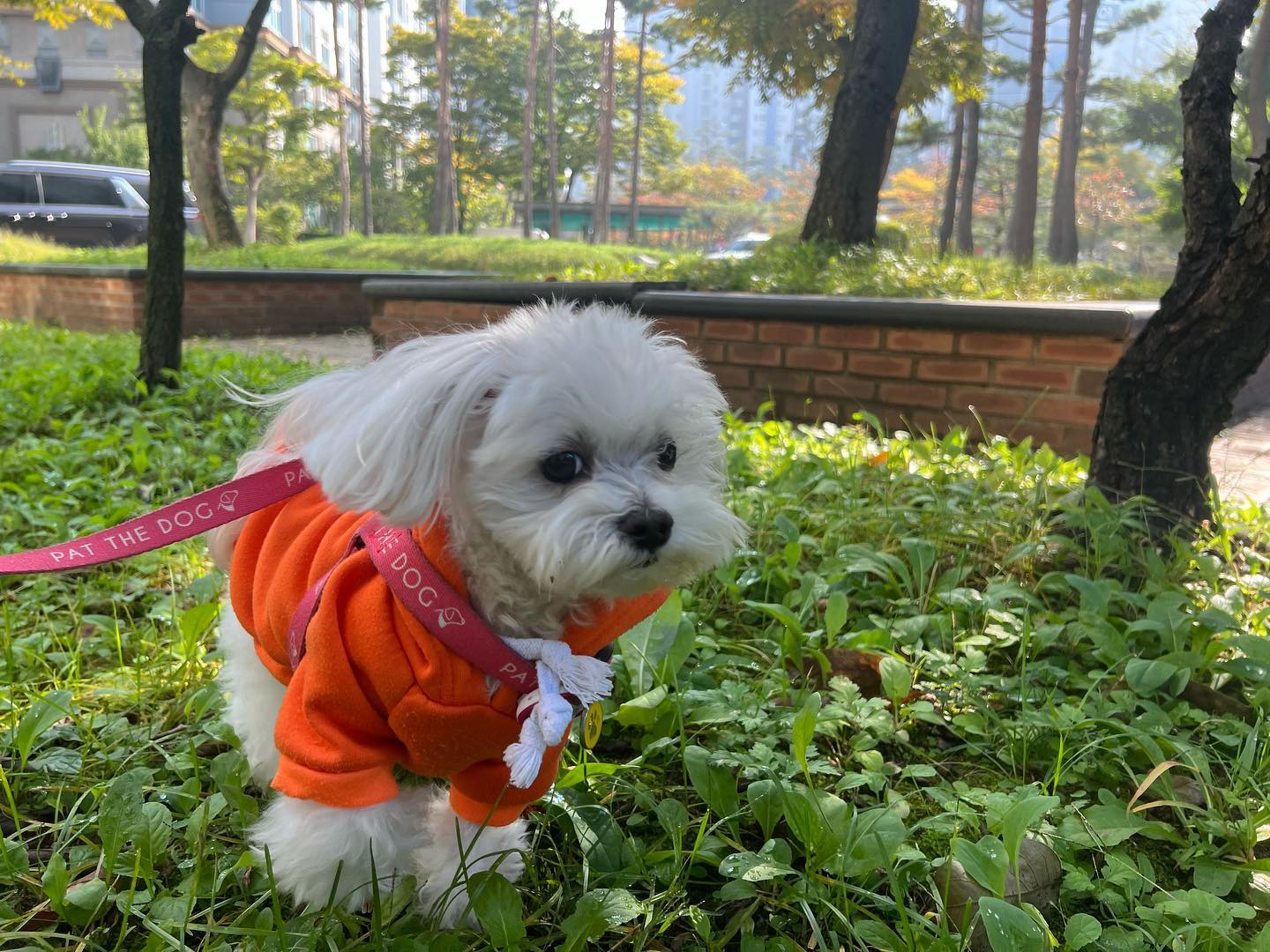#일요일 #산책 
누가봐도 산책 열심히 한 강아즤୧( ⁼̴̶̤̀ω⁼̴̶̤́ )૭
