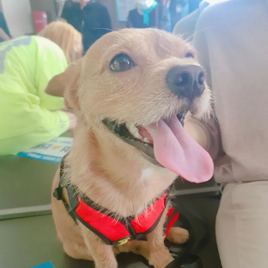 웃는게 제일 이쁜 내사랑💞🐶