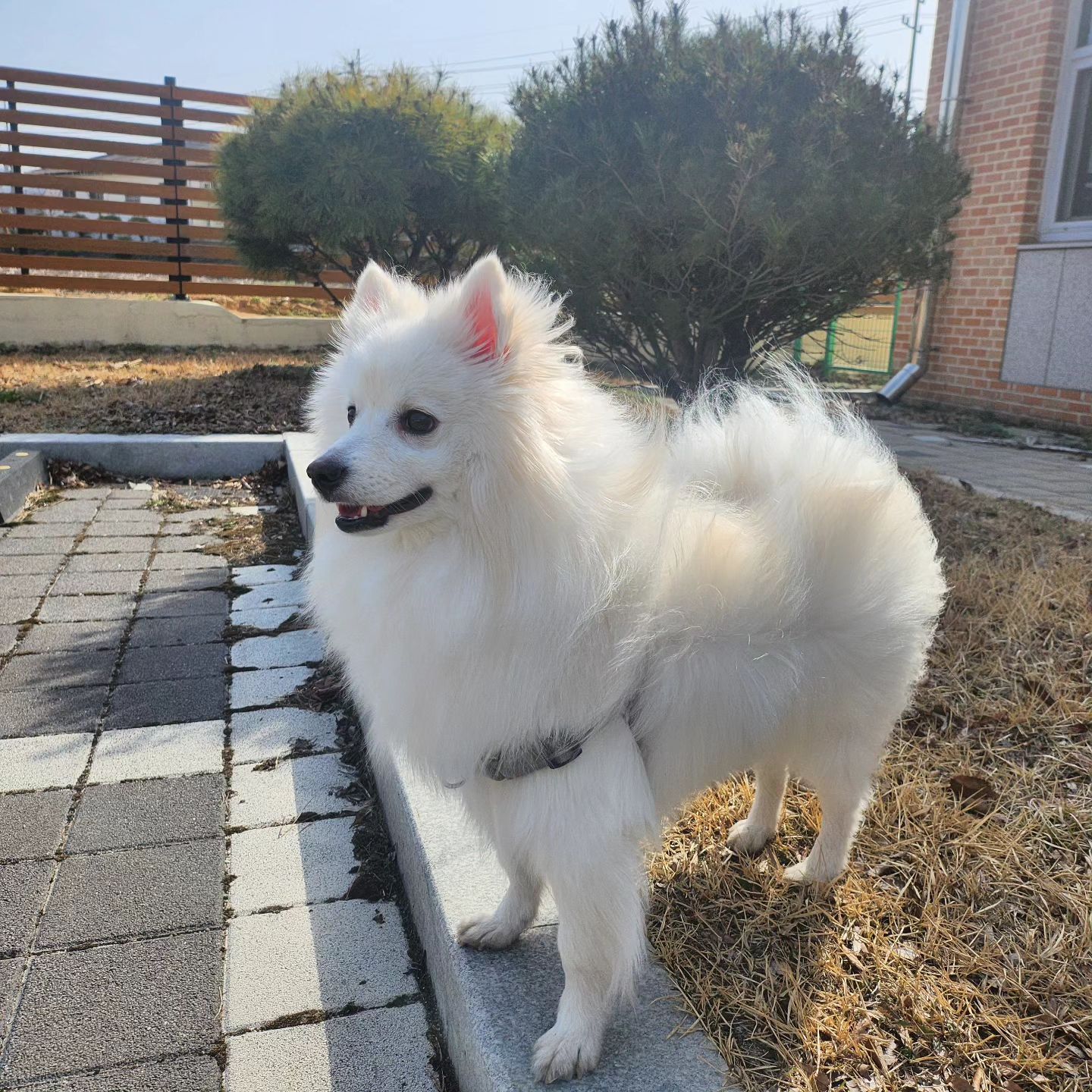 #오랜만에 #할머니집으로 #초등학교운동장에서놀기 #화보네화보야💕 #엄마가돈많이벌어올게 #주택에서살자 #마당있는집🏡 bobo___911