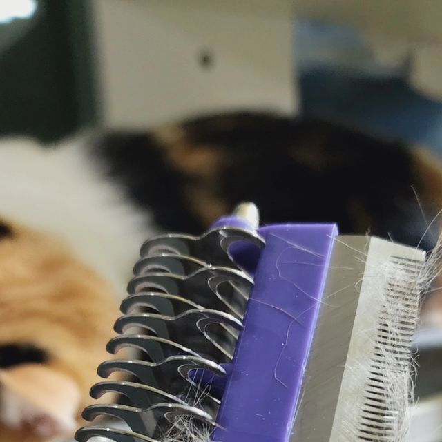 parksunyoung on Instagram: "#광고 달달구리초코는 털이 짧은 코숏이라서 고양이털 엄청 빠진다는 걱정 없었는데요 막내 초코는 빗질에 적응못한 아기고양이라서 계속 도망다니기 바쁘고 달달이