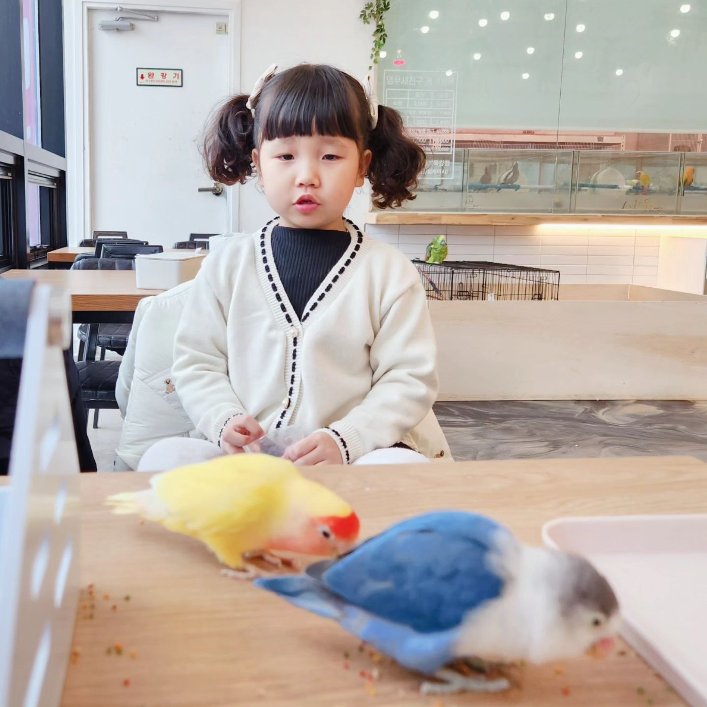 12월 29일 , ෆ

이번엔 앵무새카페로 〰️ 🦜

하담이는 거의 뭐
앵무새 조련사

하랑이는 무섭지만
용기내려하는 쫄보 🩷

#너무다른남매