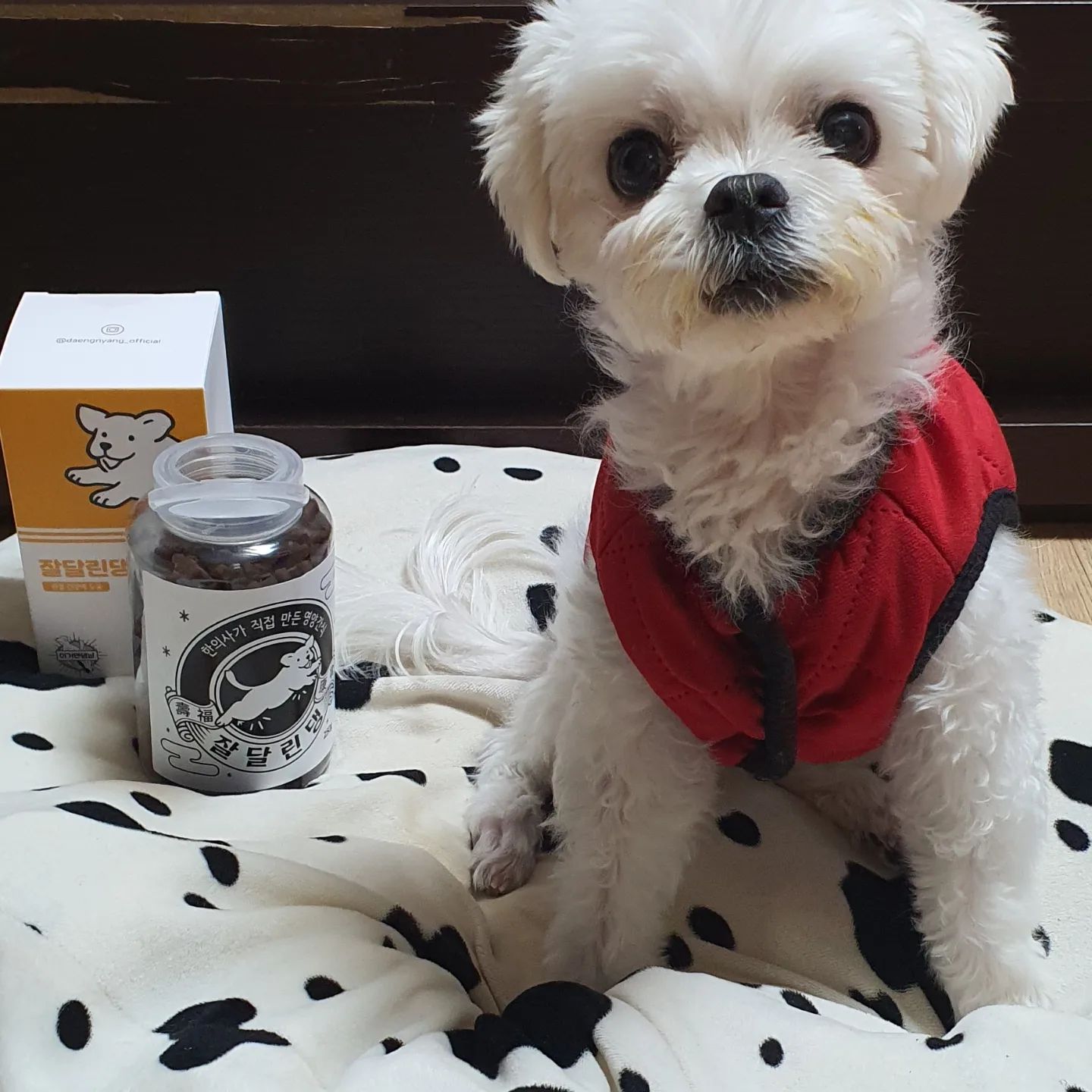#협찬 이거면댕냥 잘달린댕 250g

노령견 말티즈 세랑이 간식으로 준비한 한의사가 만든 강아지관절영양제 이거면댕냥 잘달린댕입니다.

가수분해연어와 초록입홍합, 보스웰리아가 들어간 강아지관절영양제인데 기호성 높고 알러지 걱정을 줄였어요.

그외 고구마, 명태, 완두 등 강아지가 좋아하고 영양가 많은 재료도 들어갔고요.

작은 크기로 여러 번 나눠 줄 수 있어 강아지가 좋아하고 노즈워크 놀이 및 훈련용 트릿으로 활용하기 좋아요. 

한약 추출물을 사용하여 흡수율도 높고 관절에 도움되는 천연기능성 성분이 들어간 잘달린댕 강아지영양제!!

뼈다귀 모양에 부스러기 없어서 깔끔하게 먹일 수 있고 편하게 씹을 수 있어요.

몸에 좋은 강아지관절영양제 이거면댕냥 잘달린댕  먹고 우리 세랑이 아프지 말고 오래오래 함께하면 좋겠어요.

 https://smartstore.naver.com/thepandamarket7

#강아지관절영양제 #강아지슬개골 #강아지관절관리 #이거면댕냥 #잘달린댕 #강아지영양제