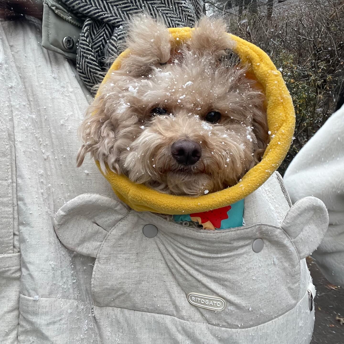 눈이 펑펑오던날🌨️
우리 하람이 너무 귀여워🤎