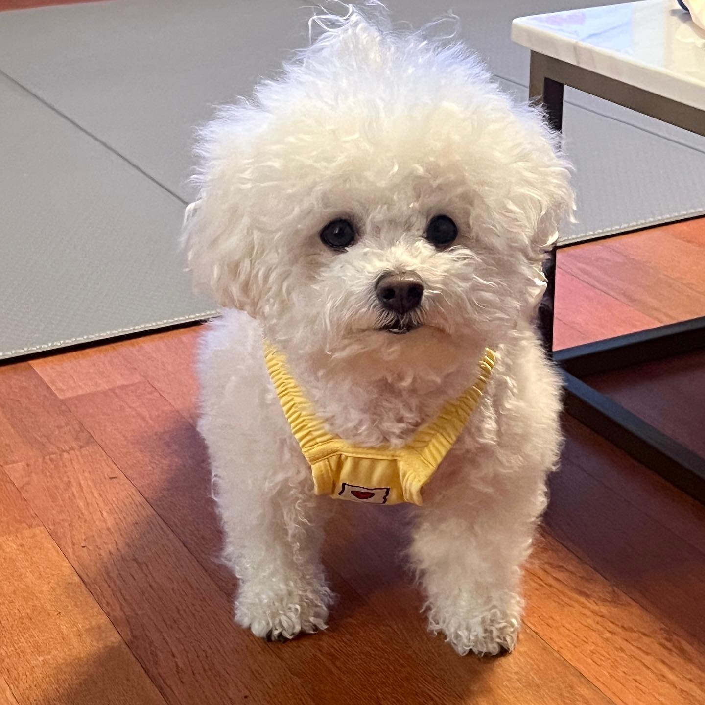 꼬까옷 입은 콩빈💛
