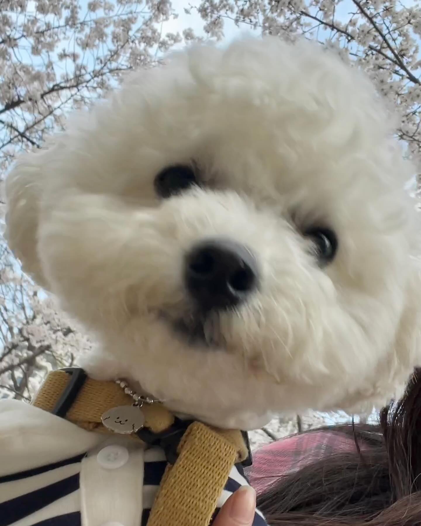 벚꽃 다지고 올리는 벚꽃앨빈🌸
#벚꽃강아지
자꾸 벚꽃 먹는 이유가 머니ㅠㅠ