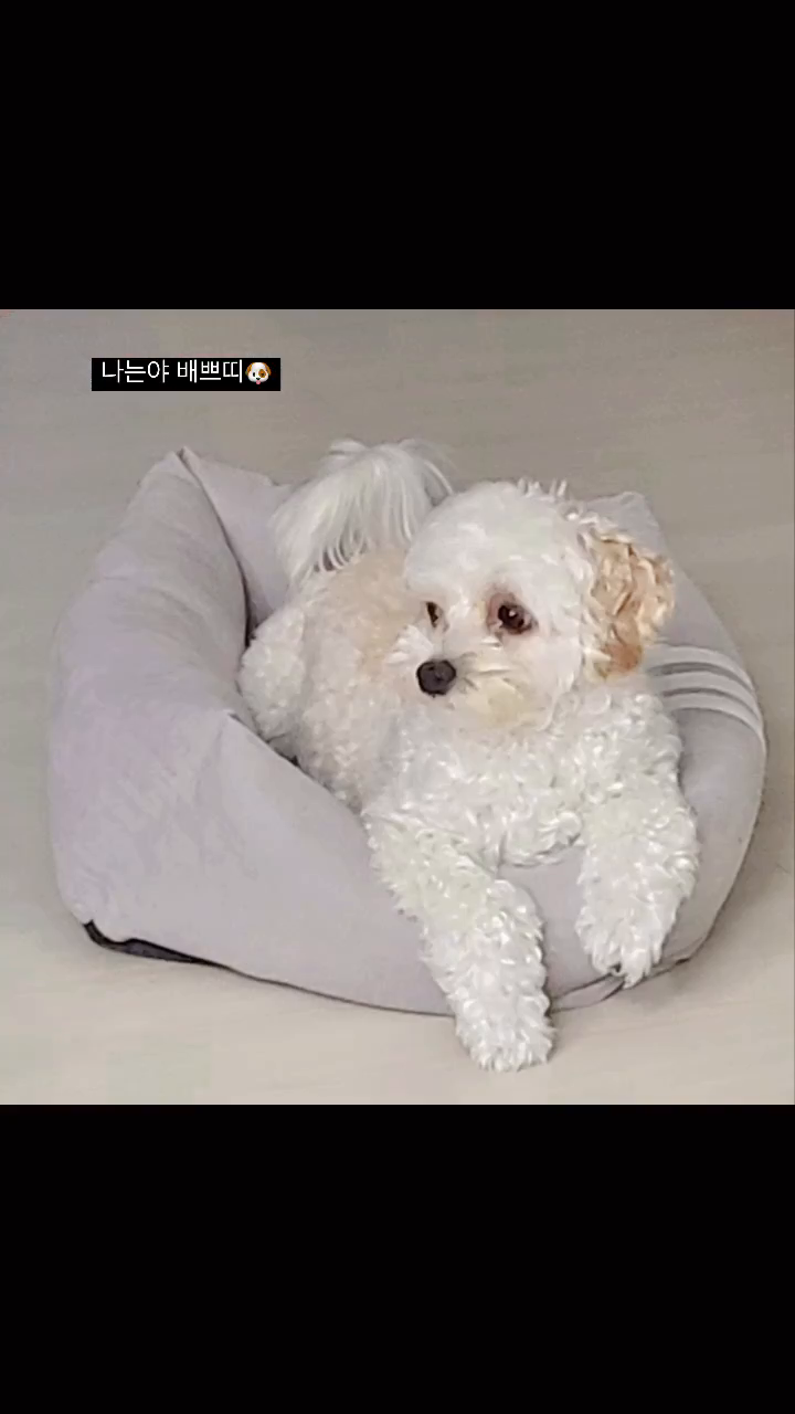쁘띠떼샷💘