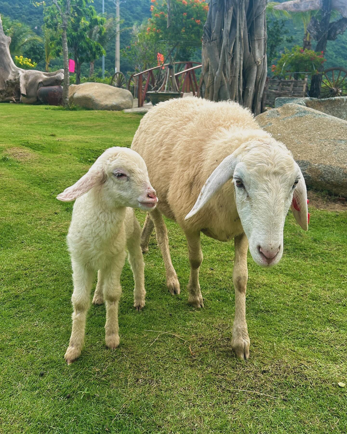 🌿🐑