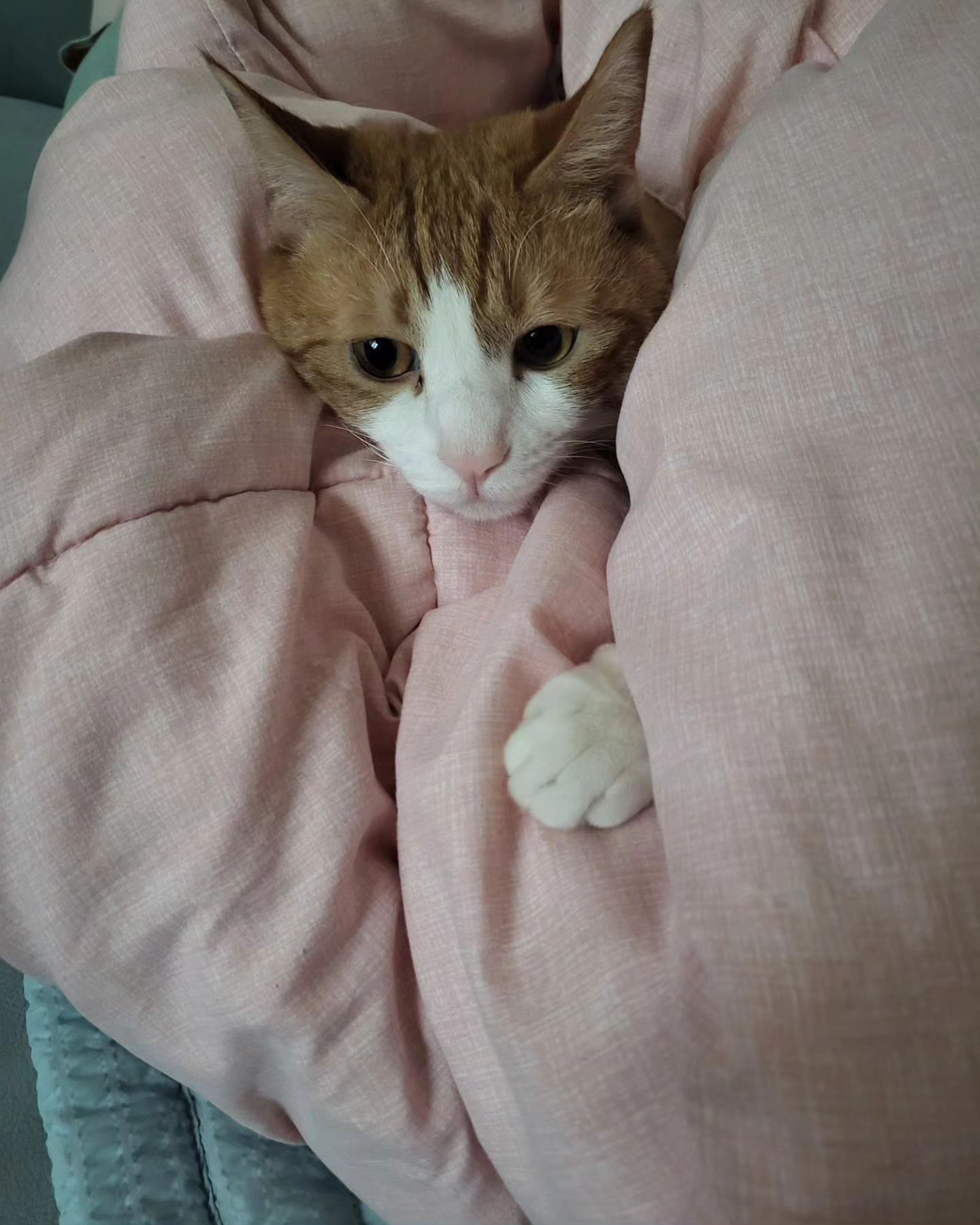 난 잘 모르겠는데 울집 식구는들 볼때마다

덕순이가 둥둥이 닮았다고 한다.

엄마는 가끔가다가 둥둥이 눈은 세상 단 하나뿐이라고
할때도 있지만 거의 대부분  닮았다고 한다.

나도.. 이렇게 폭 파묻혀서 둥이같은 포즈를 취하면 닮아보이기도 하다 ㅋ

#집사의일상  #덕순이 #둥둥이 #서로 닮은꼴