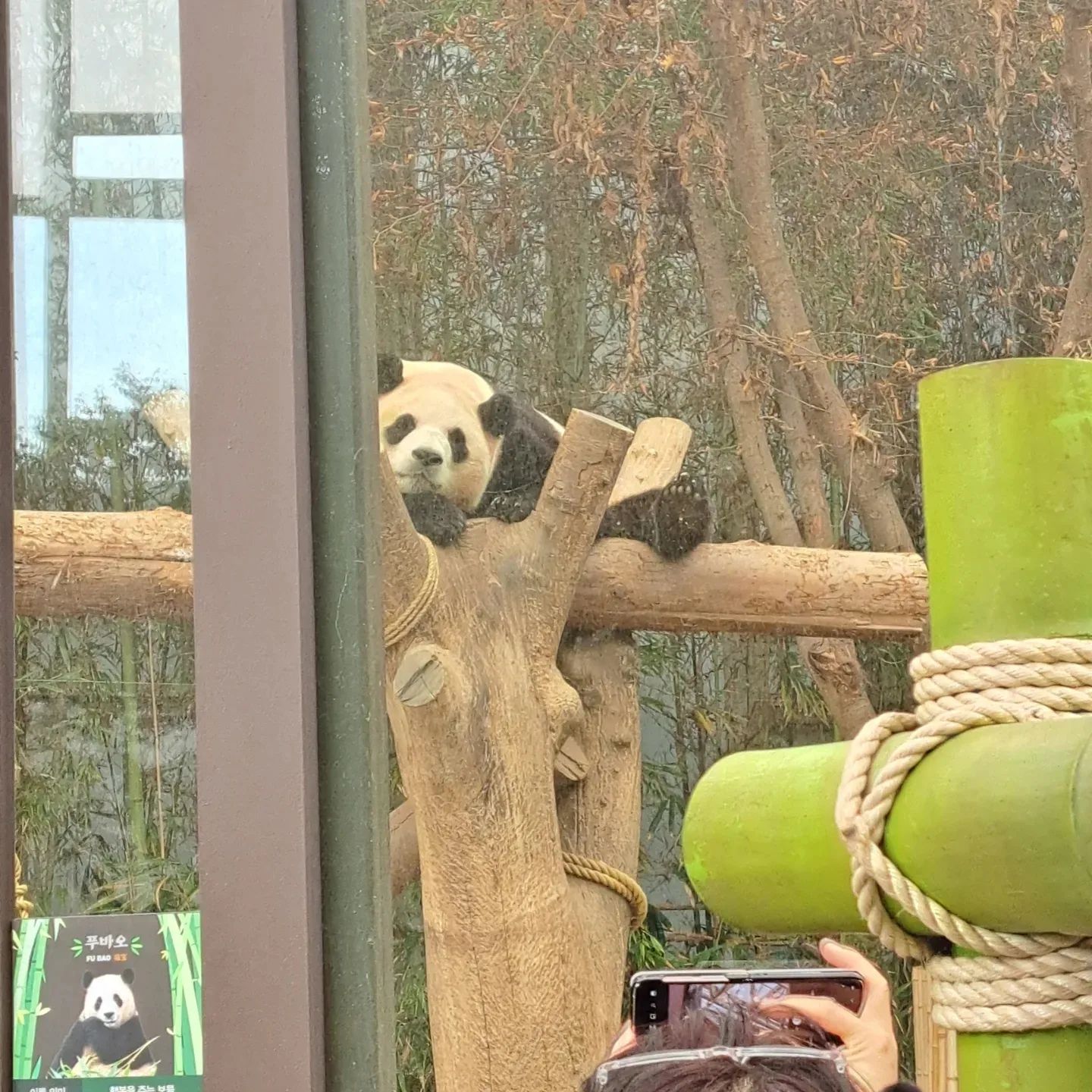 푸바 푸바