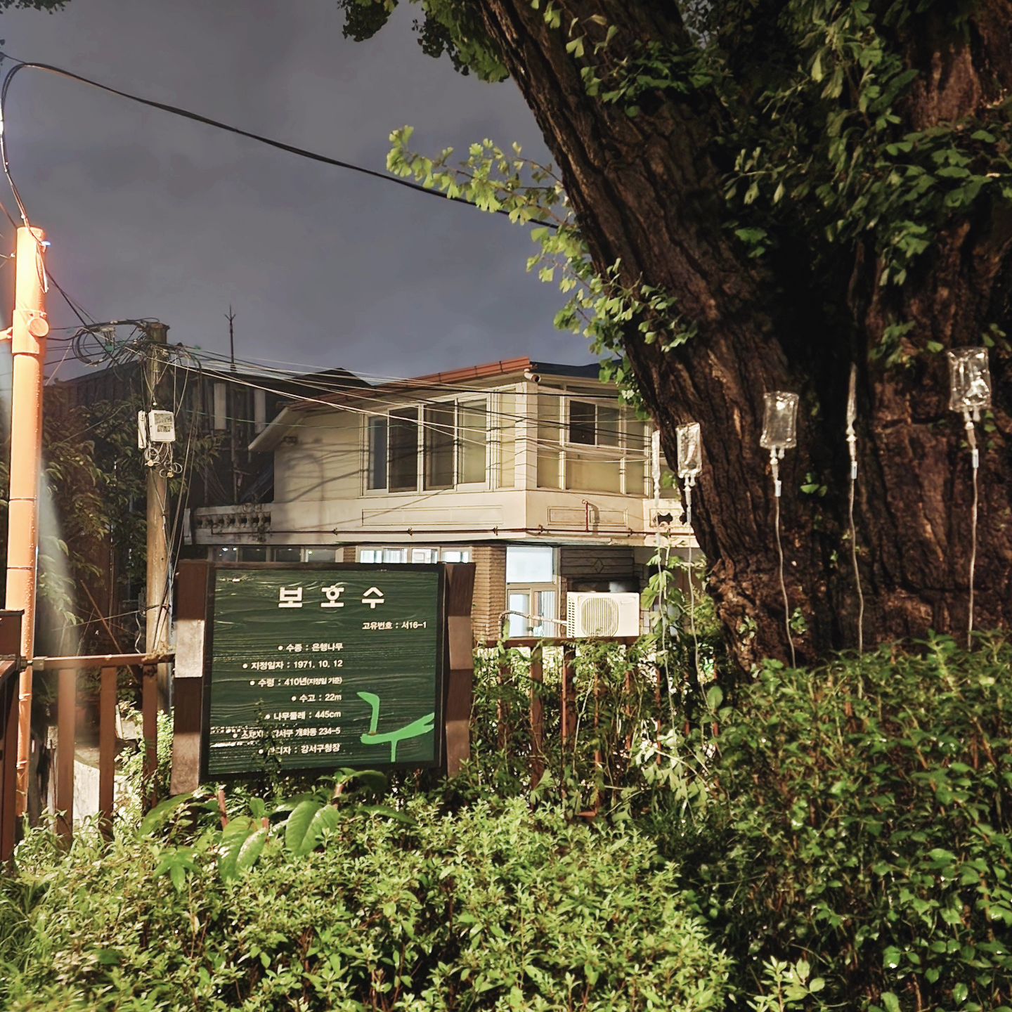 410살 링거맞는 보호수 🌳 
나도 링거맞고 보호좀 받고싶다...