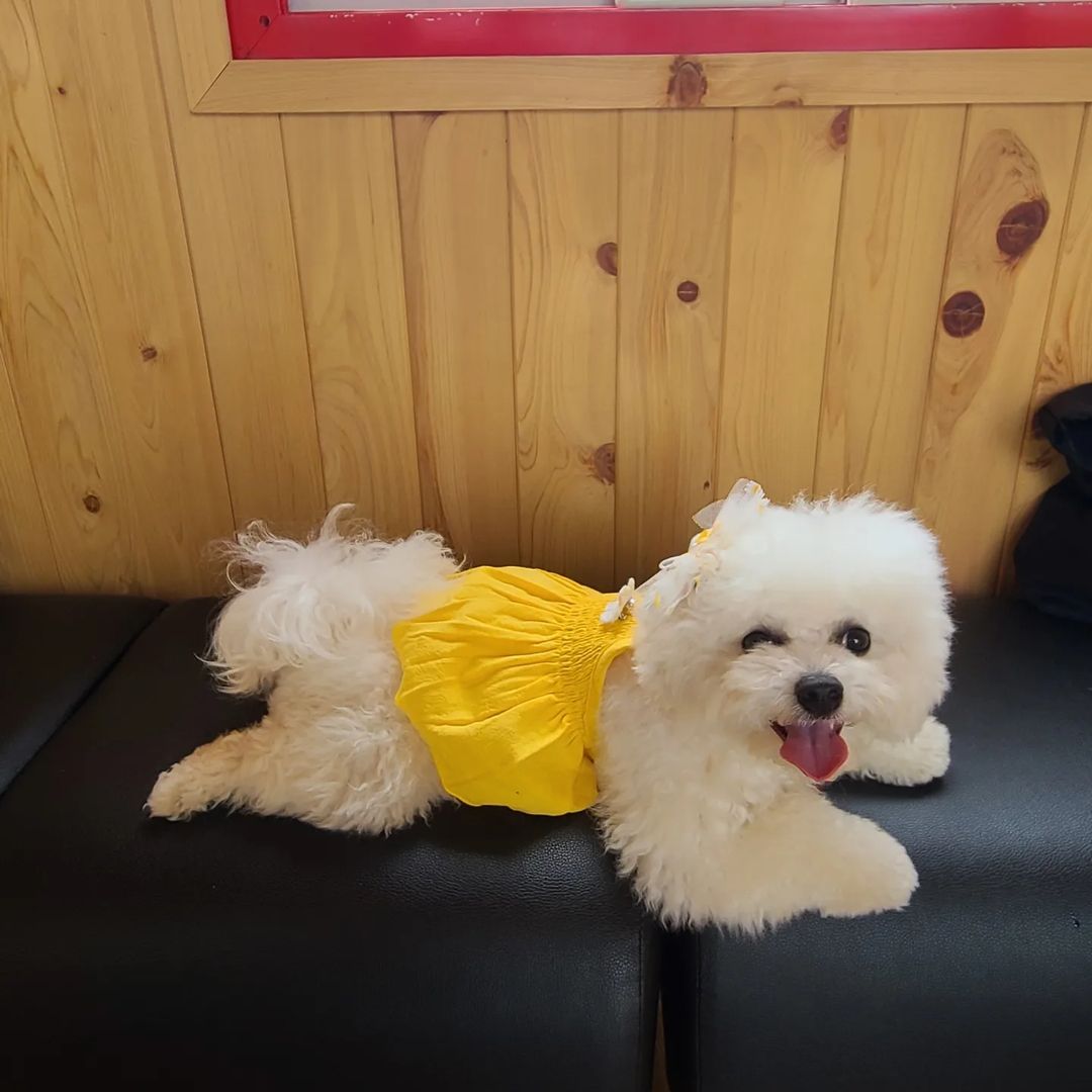 비숑 백미 on Instagram: “2022.6.17금_1탄 <카페투어편> 가족 246일 (11개월~) <백미의 일기> 오랫만에 뛰뛰하러 갔다. 너무 더워서 조금만 뛰어도 힘들었다. 언니 사진 고만 찍개😑 ~~~~~~ 평일이라