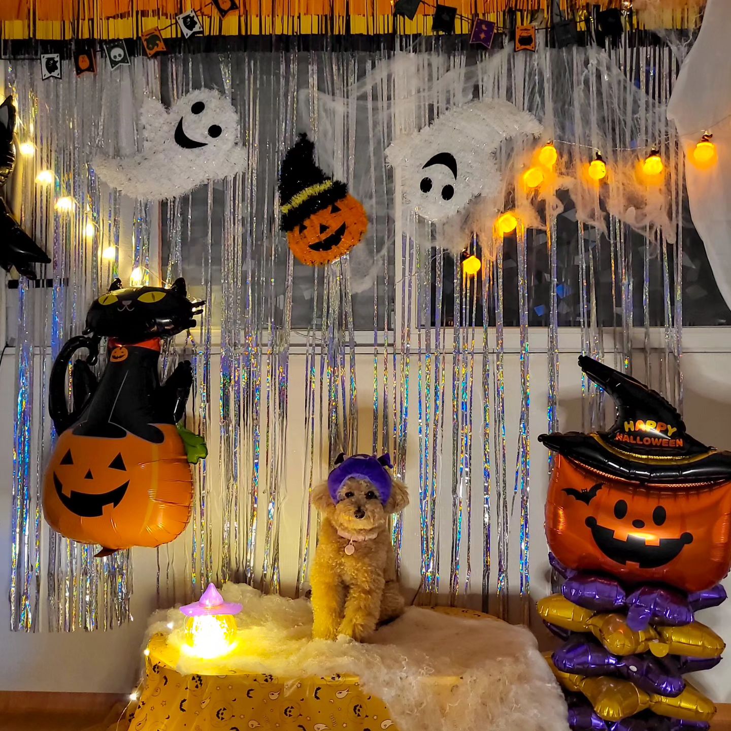 🎃할로윈을 맞아👻
정성스럽게 상 차리고 기도했더니 악마 때구 소환 성공😈🖤

친구들은 나처럼 안 붙잡히구 무사히 할로윈 잘 넘겼쒀~~?🤣