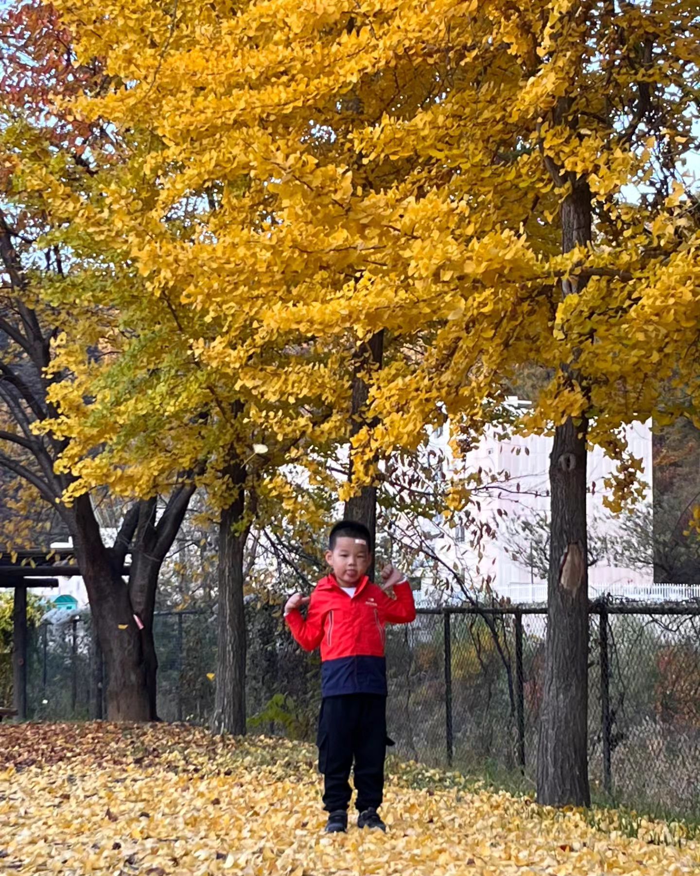 #가을 #단풍나무🍁 #은행나무🍀