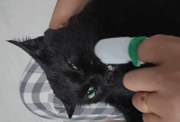 부드러운 고양이 양치질 덴티치카 손가락 칫솔로 처음 시작해본 결과