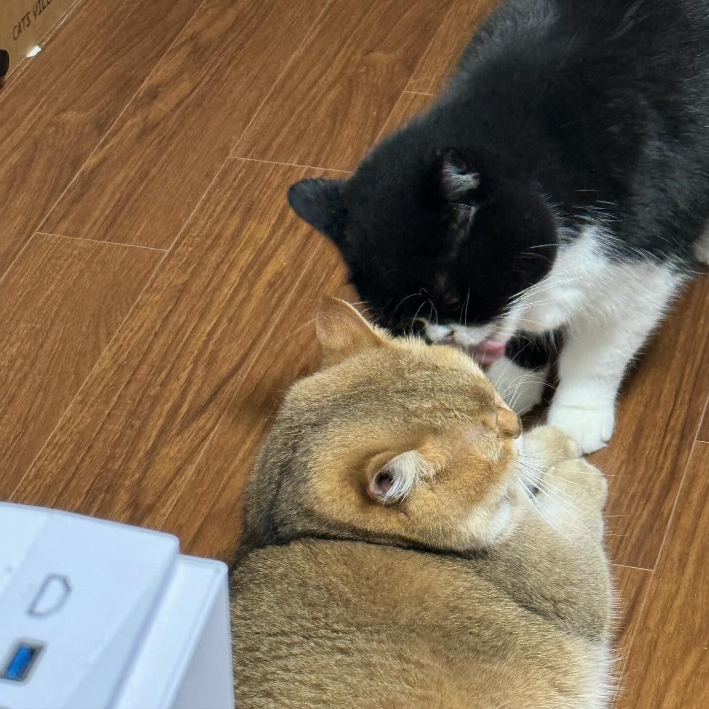 자주 볼수 없는 귀한 순간🥹💕