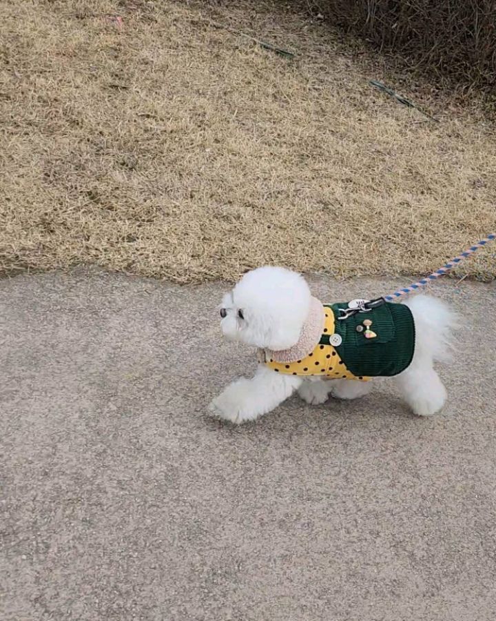 오랜만에 올려보는 토토 산책길~ 🐶 🚶‍♀️ 
집에서 노는것보다 산책이 좋은 강아지 🐾🐾🐾