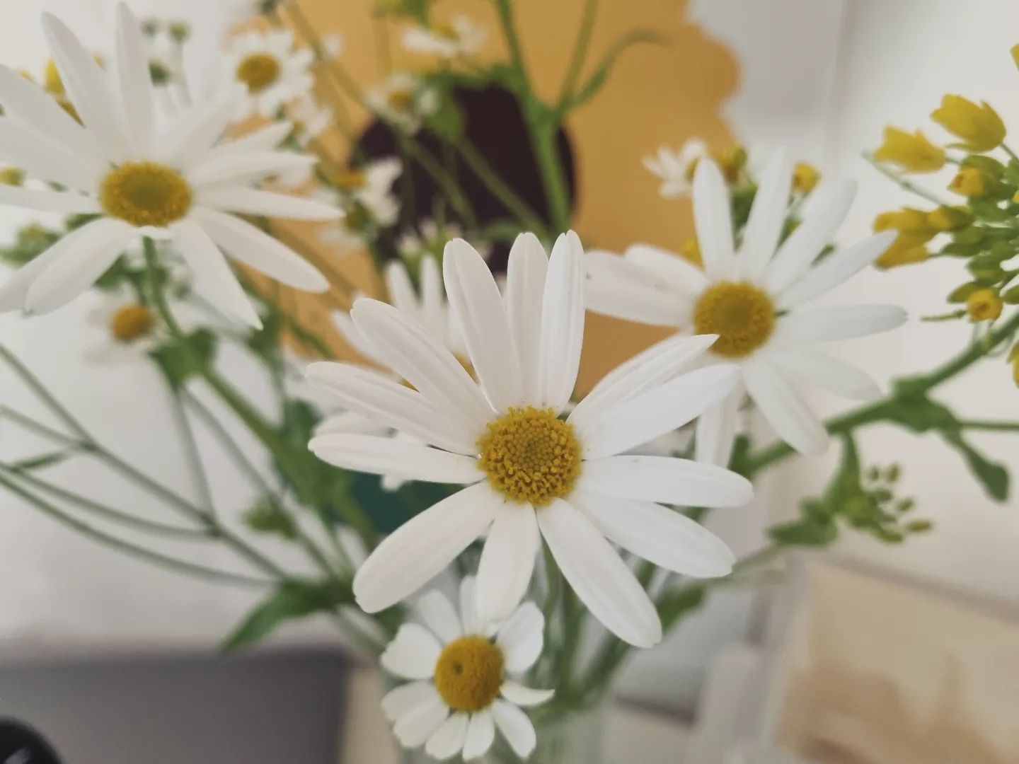 넘넘 이쁘다~~🌼
사진이 못 따라가네
유채도, 마가렛도 마트리카리아도 향기가 풀풀~

#꽃 #마가렛 #마거리트 #마트리카리아 #유채꽃 #봄 #힐링 #4월