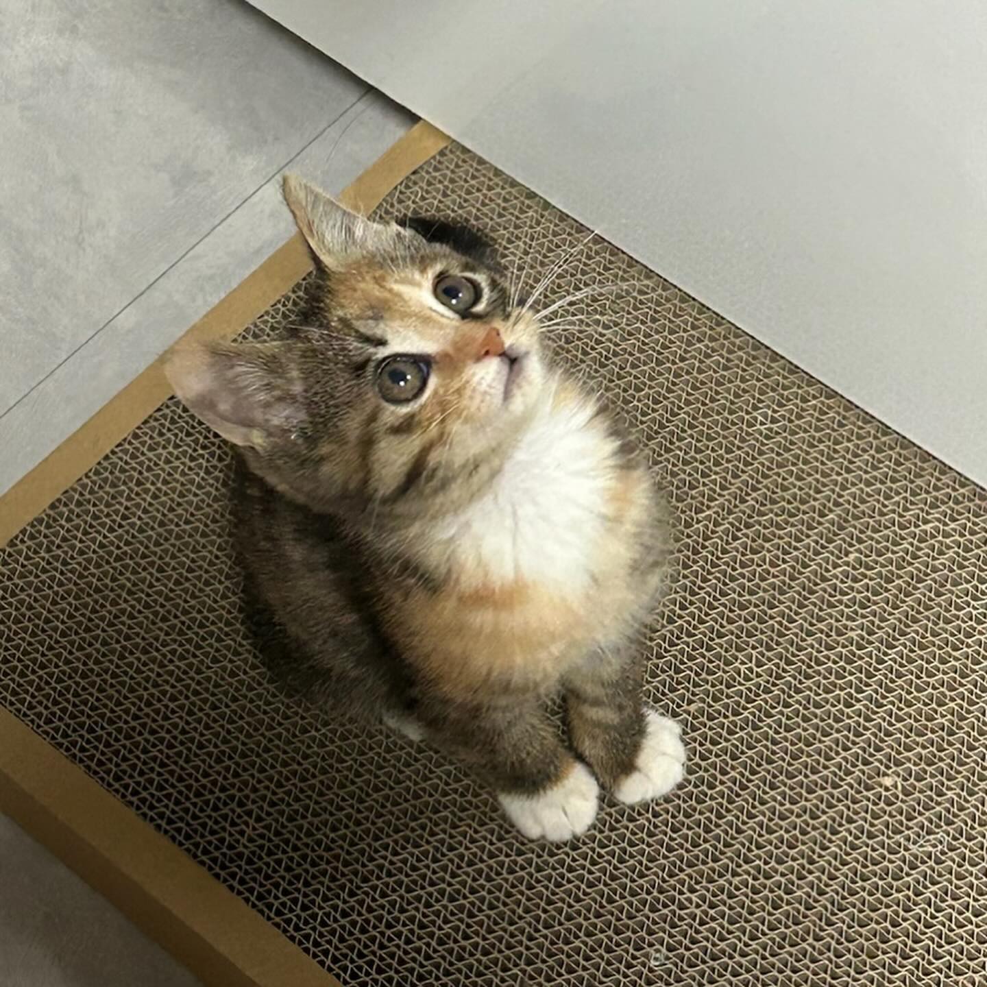 1. 우리집 디즈니 고양이
2. 우리집 지브리 고양이