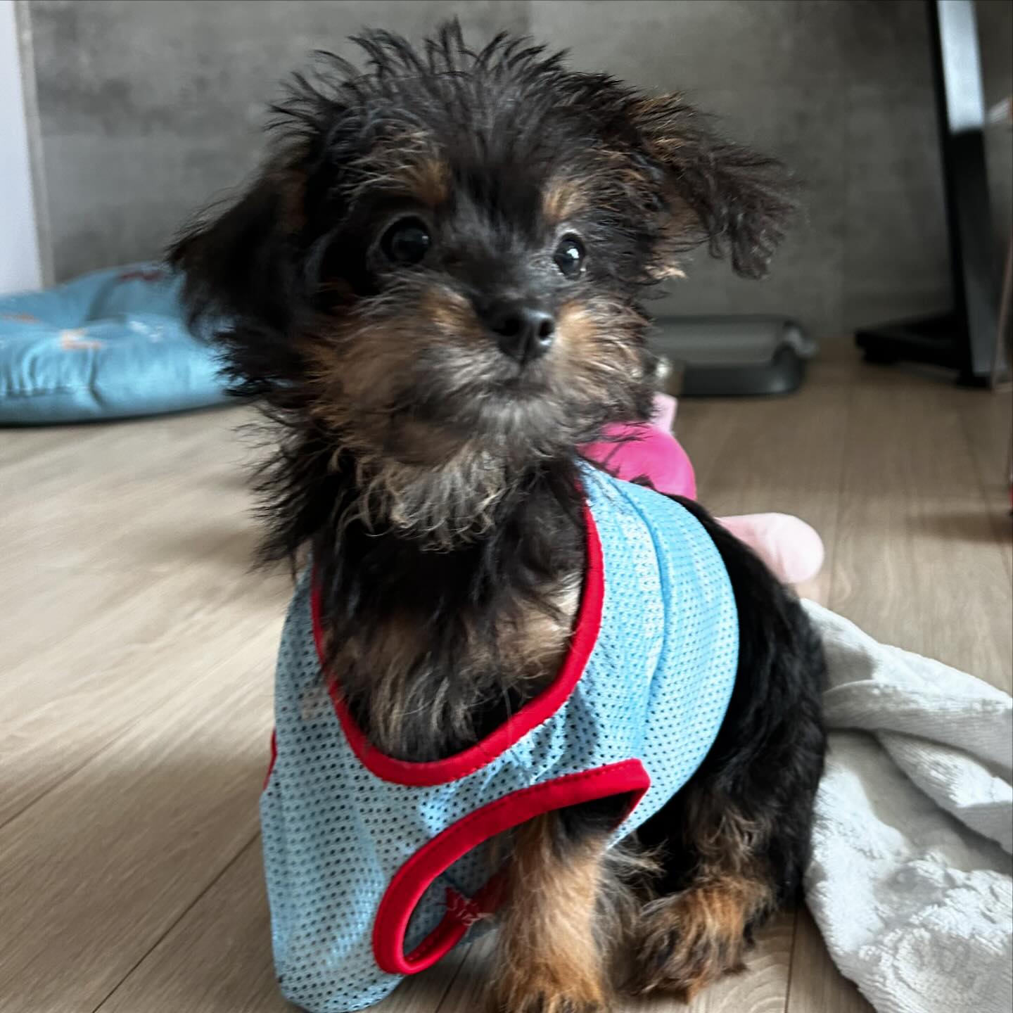사나이는 옷을 거부한다콩 🫘
#시고르자브종 #믹스견 #강아지 #강생이 #강아지옷