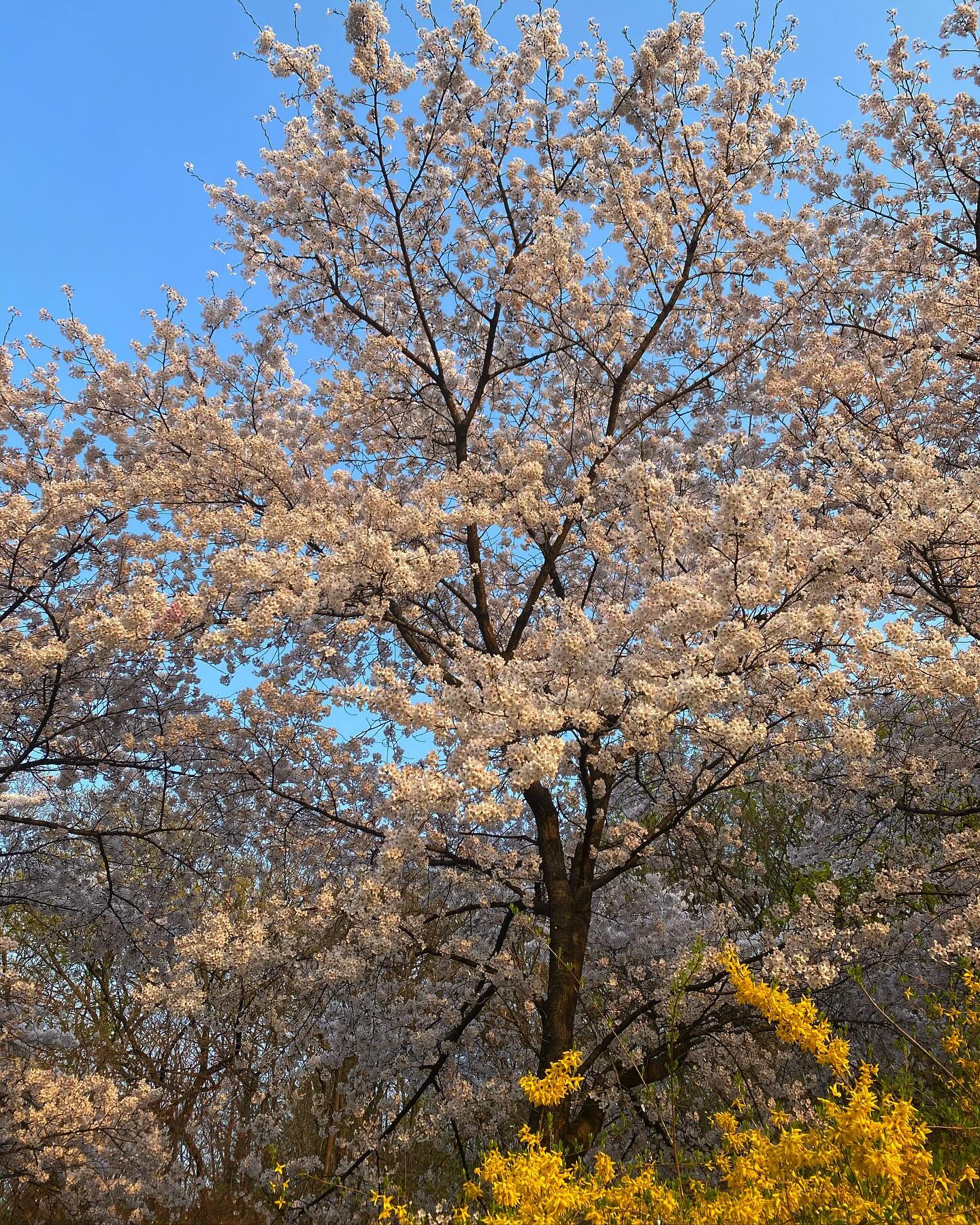 20240406 최애 꽃 시즌 🌸