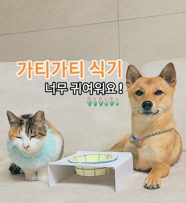 가티가티 고양이식기 밥그릇 물그릇! 강아지 고양이 예쁜식기 추천