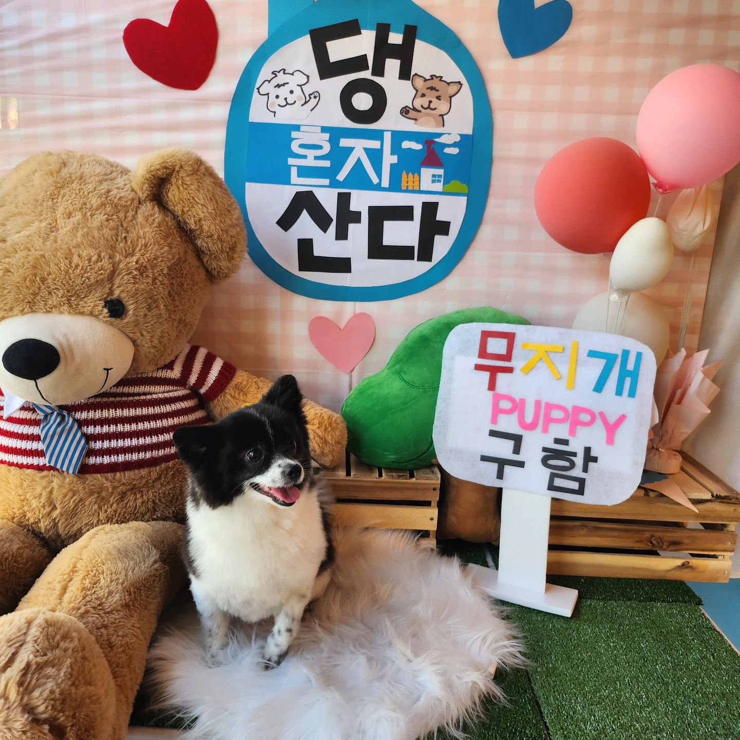 항상 믿고 맡기는 아띠라미 미용💜
홍시랑 테리 예쁘게 미용하구 뛰뛰하구 뻗었개*´꒳`*