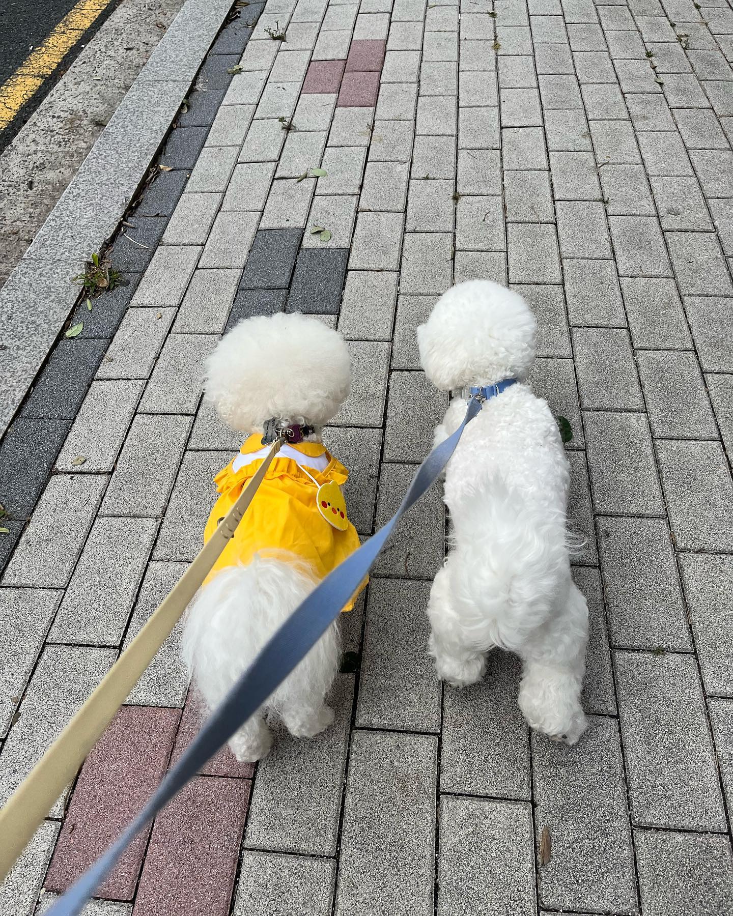 くも& モンイ さんぽする🐶

.
.
.
.
#비숑프리제 #구름이와몽이🐶#雲がもくもく散歩する#ビションフリーゼ二匹#とても可愛いお嬢さんたち❤️❤️#犬の散歩🐕 #犬の散歩の日常