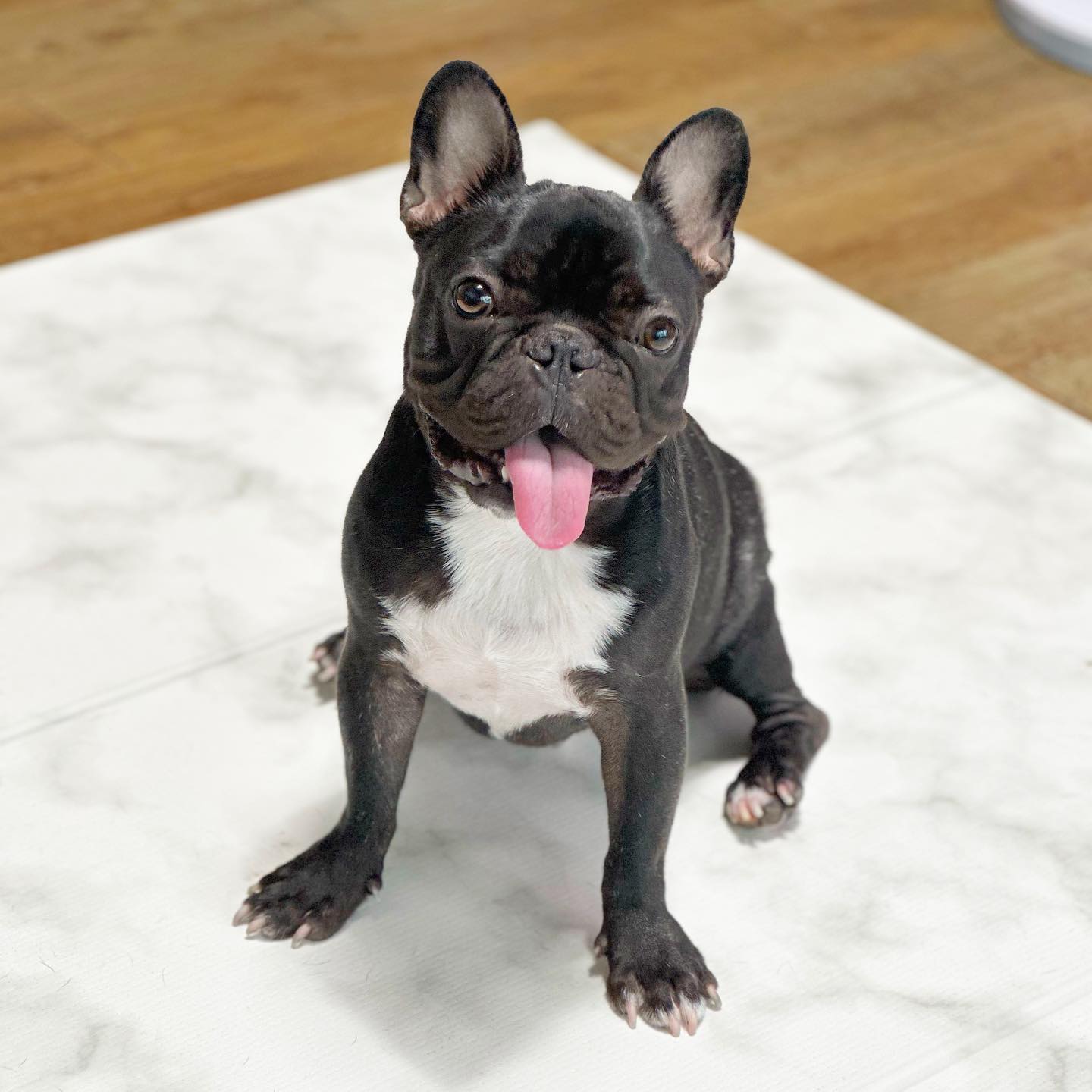 오늘도 웅이는 진짜 귀여움 
#🐾 
.
.
.
#웅이 #프렌치불독 #frenchbulldog  #프블