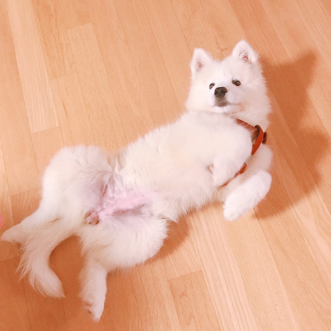빵구 지금 스누펫 공구 하거덩!!
필여한 친구들 얼렁 구ㅁㅐ해라😋😋🥨

🥨스누펫 사료 6차 공구🥨
 
벌써 6차째 진행하네요 ◡̎ 
이번엔 감마 라지바이트와 오메가독 일반바이트도 가져왔어요!! 
저번에 아쉽게 구매 못하신 분들은 이번에 꼭! 구매하시길🥰
구매 방법은 저번과 동일하구요, 궁금한 부분 있으시면 DM주세요🥨

 ✨ 스누펫 공구 제품 구성 ✨

🧡 (양) 알파 일반바이트 8kg : 80,000 (정가 : 139,000)
🧡 (양) 알파 라지바이트 8kg : 80,000
 
💚 (연어) 베타 일반바이트 8kg : 80,000 (정가 : 139,000)
💚 (연어) 베타 라지바이트 8kg : 80,000
 
💜 (오리) 감마 일반바이트 8kg : 80,000
💜 (오리) 감마 라지바이트 8kg : 80,000

🤎 (오리) 오메가독 일반바이트 10kg : 48,000 (정가 : 69,000)
🤎 (오리) 오메가독 라지바이트 10kg : 48,000 

📌 공구 기간 : 5월 8일 ~ 5월 10일 
📌 구매 방법 : 스토리에 링크 업로드, 프로필 링크에 링크 업로드, 모르는 분들은 DM주시면 링크 보내드려요 ◡̎ 

💌 문의는 DM 주세용 💌

#빵구 #빵구는못말려 #samoyed  #강아지 #개스타그램 #사모예드 #사모예드빵구 #대형견모델 #강아지모델 #대형견 #dog #강아지사료 #강아지사료추천  #대형견사료 #오메가독사료 #스누펫사료 #스누펫 #스누펫사료공구 #사료공구
