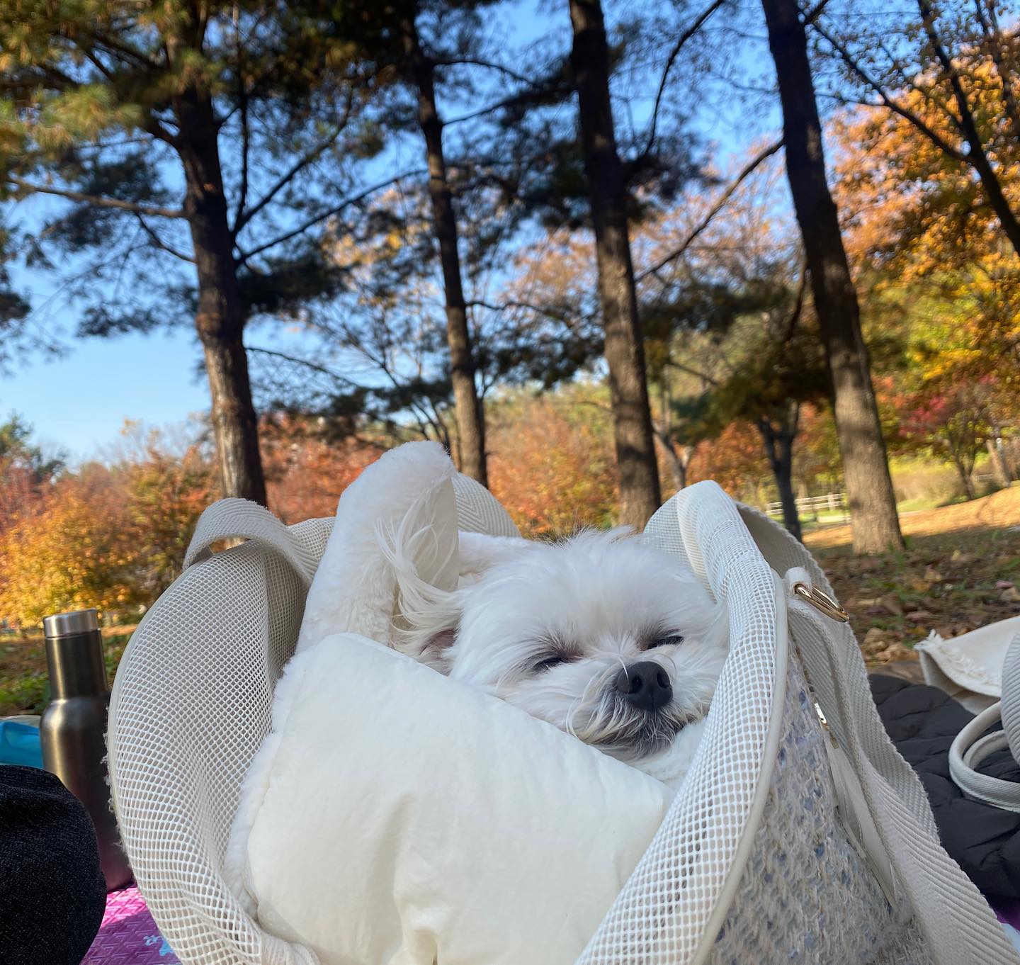 올해는 단풍을 제대로 못즐겨서 아쉽지만 …
반쯤 즐겼던(?) 10월말🍂🍁 
돗자리깔고 힐링🫶🐕

마지막사진은…. 약간 멍총모찌😚