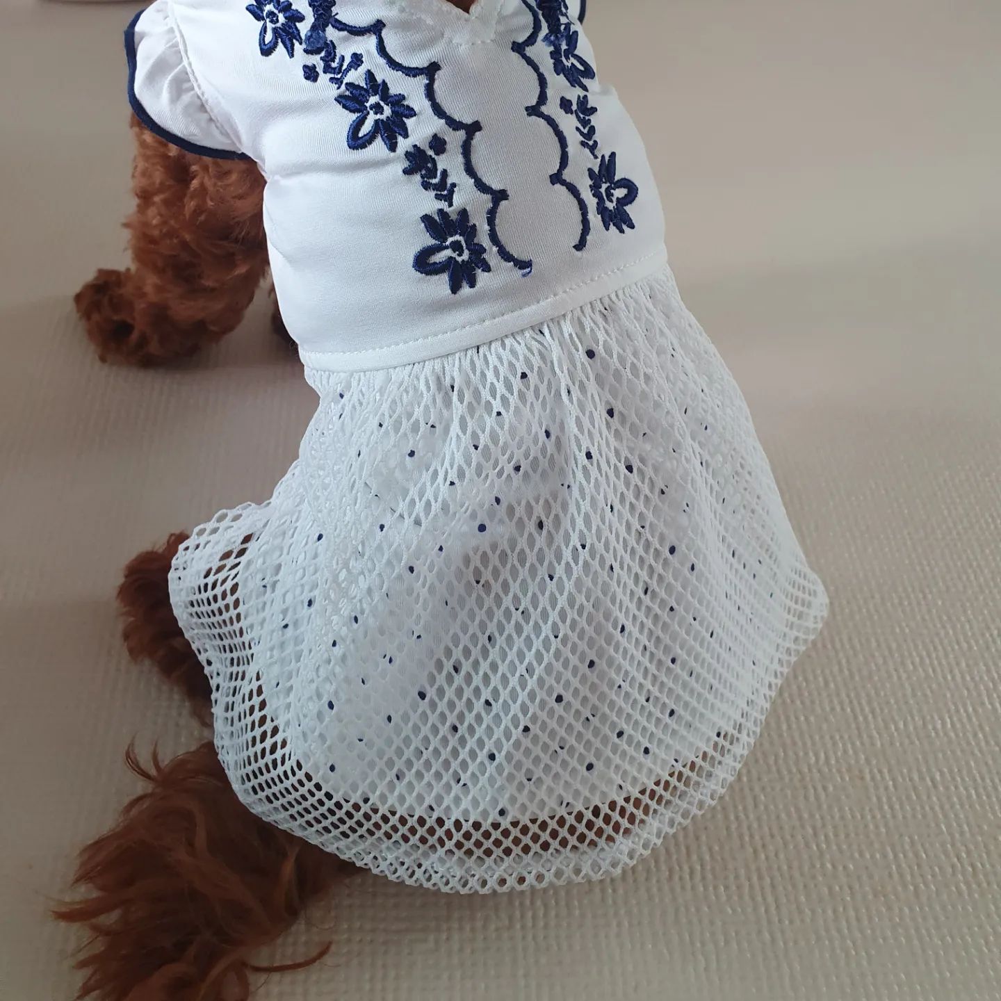 ♥️
.
.
#プードル #プードル好き #プードルグラム #プードル大好き #犬スタグラム #わんちゃん #poodle #poodlepuppy #poodlelove #toypoodle #toypoodlegram #toypoodlepuppy #puppy #puppygram #puppylove #토이푸들 #토이푸들그램 #푸들 #푸들일상 #푸들스타그램 #かわいい #可愛い #ワンちゃん#カワイイ#댕스타그램 #댕댕이 #푸들쿠리 #쿠리 #クリ #いぬすたぐらむ