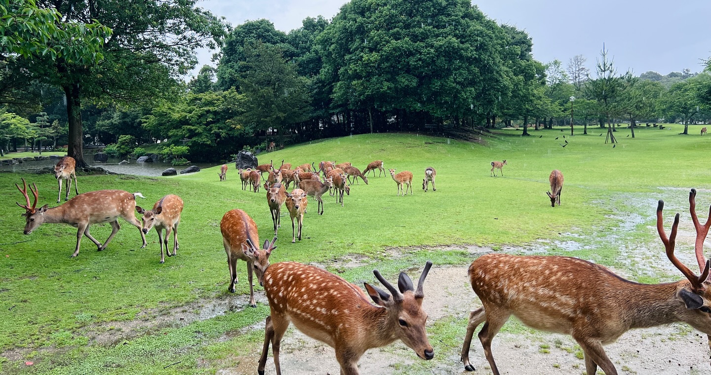 7月　おたんじょびおめでとう　🥳
#travel #osaka #narapark