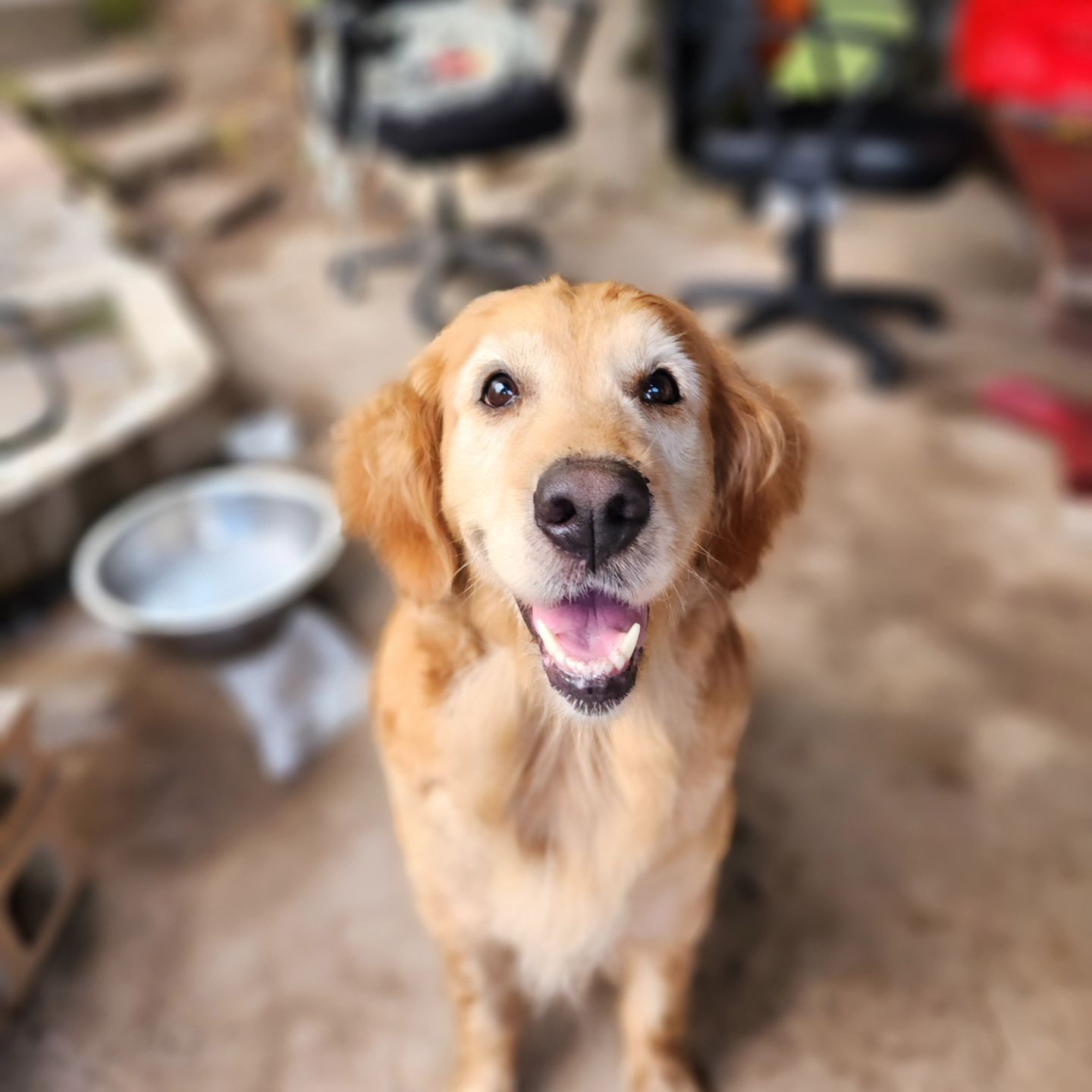 지니 미모 열일중~

미니는 여전히 댕청댕청 짱댕청!!
🐶🐶🐶🐶🐶🐶🐶🐶🐶