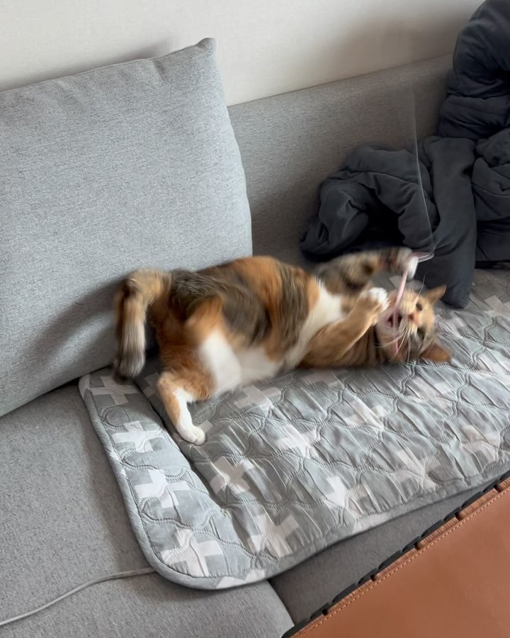 엄마가 백수되서 즐거운 고양이들..

#설탕칸쵸 #고양이 #백수엄마컴백 #백수너무좋음