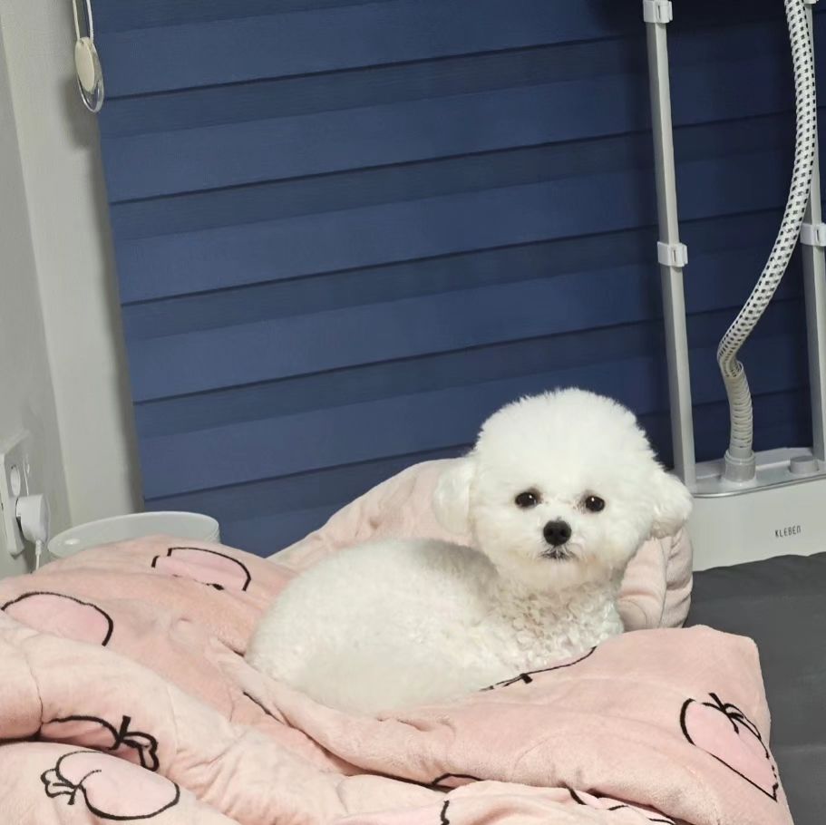 표정 뭔데... 넘 귀여워🥺🩷
마지막 꼬리 부스스 왜케 웃굨ㅋㅋㅋ
.
.
#여동생#친동생네#강아지#비숑#황인순#인순이#사랑스러움#귀여워#치명적#심쿵#아련#졸린표정#귀요미#멍스타그램#힐링#금요일#일상#데일리#좋아요#좋반#사진#맞팔#선팔#소통