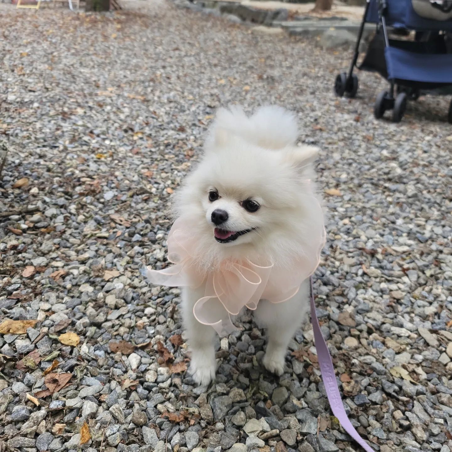 눈나 눈에 꿀 떨어진드아;;
이 케이프도 고급지고 털 찐아이들한테 매우 추천!!
#오시오시펫 #강아지옷 #강아지케이프 
#남한산성카페 #개울테라스