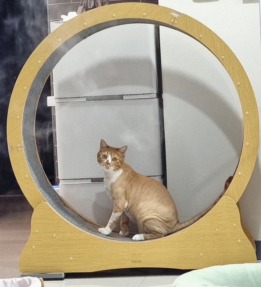#협찬
😽 고양이 운동기구 개츠비 가성비 캣휠 😻

저는 냥이든은 둘다 수컷인데 
워낙 에너지들이 넘쳐서 사냥놀이
만으로는 역부족이거든요!

그래서 스트레스 받지 않도록!
심심하지 않도록! 그리고 건강 하도록! 
캣휠 고양이 운동기구를 들였답니다^^
 
안전하고 튼튼하고 가격대비 가성비도 굿!
요즘 냥애기들이 이 캣휠만 타는데
자세히 소개해 드릴게요~😛

Ps. 은동이가 햇님이 구경하는거 졸귀ㅎㅎ

------------------------------------------------------------
gatsbe_

🟠  세가지의 다양한 컬러 (블랙, 화이트, 우드) 

🟠 저소음 캣휠

🟠 친환경 가구보드와 안전하게 모서리 
  라운드처리

🟠 고품질 하드웨어로 높은 퀄리티

🟠 잠금장치 기능(귀여운 물고기무늬 
  목재)

🟠 TPE 저소음 휠

🟠 롤러와 베이스 사이의 간격을 좁혀 
  발끼임방지

🟠 교체 가능한 두꺼운 런닝패드

🟠 페인트가 아닌 멜라민으로 색을 입혀 
  친환경, 안전

🟠 매끄러운 마감처리

🟠 친환경 고밀도 보드로 최대 80KG 까지 
  하중을 견디는 내구성

gatsbe_
.
.
.
.
.
.
#고양이캣휠 #무소음캣휠#고양이쳇바퀴 #고양이운동기구#캣휠추천#저소음캣휠 #개츠비캣휠#개츠비#고양이그램#집사그램#가성비캣휠