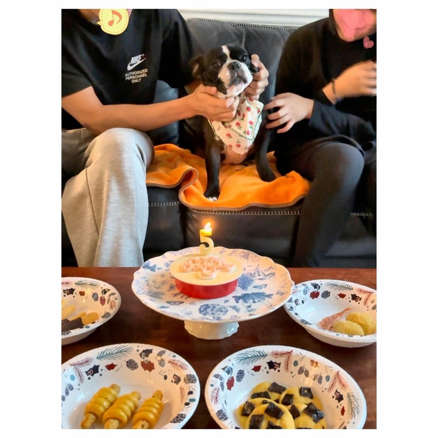 ⠀
오늘은 울 레오양 태어난지 딱5년되는날🐶🐾
철딱서니 강쥐에서
어엿한 성격미인숙녀로 거듭🐕
미리 주문했던 케이크와 간식으로 생일추카🎂🥳
귀요미,너무 축하해~~❤️
그리고,
피드 못올리는동안 담궜던 대파김치에🌶️🧄✌🏻
겨울맞이 미카랑 소피방정리랑🧹🧺
집에서 끓여먹는 미소라멘🍜
..
이로써 
피드는 밀렸어도,
열심히 잘먹고 잘살고 
할일은 하며  잘있다는 말씀😁
.
.
#밀린피드 #겨울맞이방꾸미기 #정리잘하는여자 #댕댕이그램 #댕댕이생일파티 #댕댕이5살 #프불스타그램 #할일은하는여자 #김치담그는여자 #대파김치 #요리하는여자👩🏻‍🍳 #미소라멘🍲 #