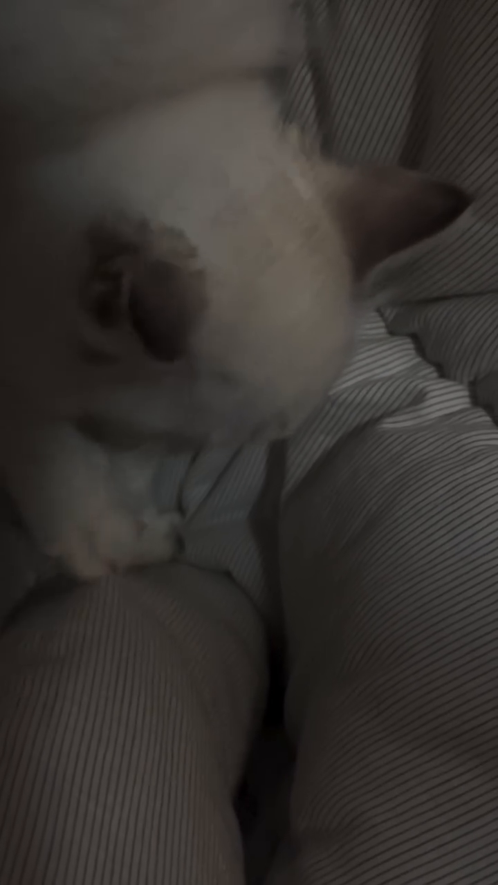 콘텐츠