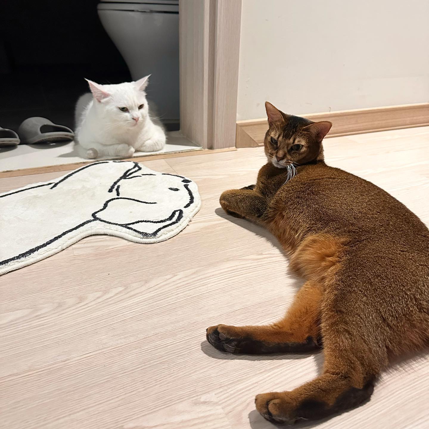 귀여운 밤솜이 생존신고하러 왔어요 ,,!!

#생존신고 
#밤이랑솜이랑
#고양이그램