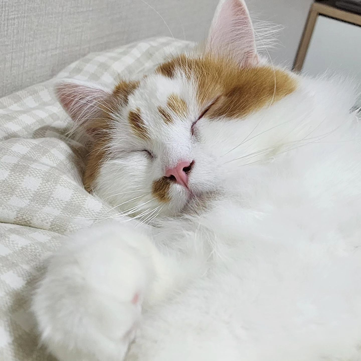 .
원래 겨울은 꿀잠의 계절이라옹...🍯