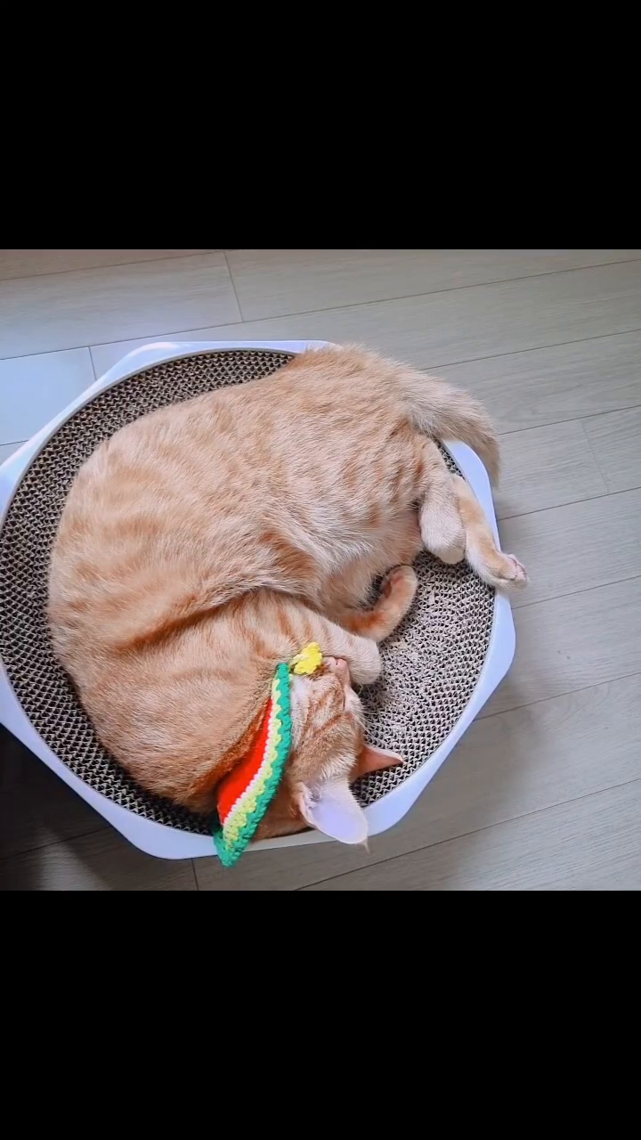 #세계고양이의날 
한시간도 안 남은 시간에 올려보는 다복이☺️

#고양이 #고양이그램 #다복 #다복이의일상기록 #고양이일상 #집사일상#cat #catstagram #ねこ #ねこすたぐらむ #にゃんすた #🐱 #사지마세요 #입양하세요 #잠자는고양이 #귀여워라 #건강백서