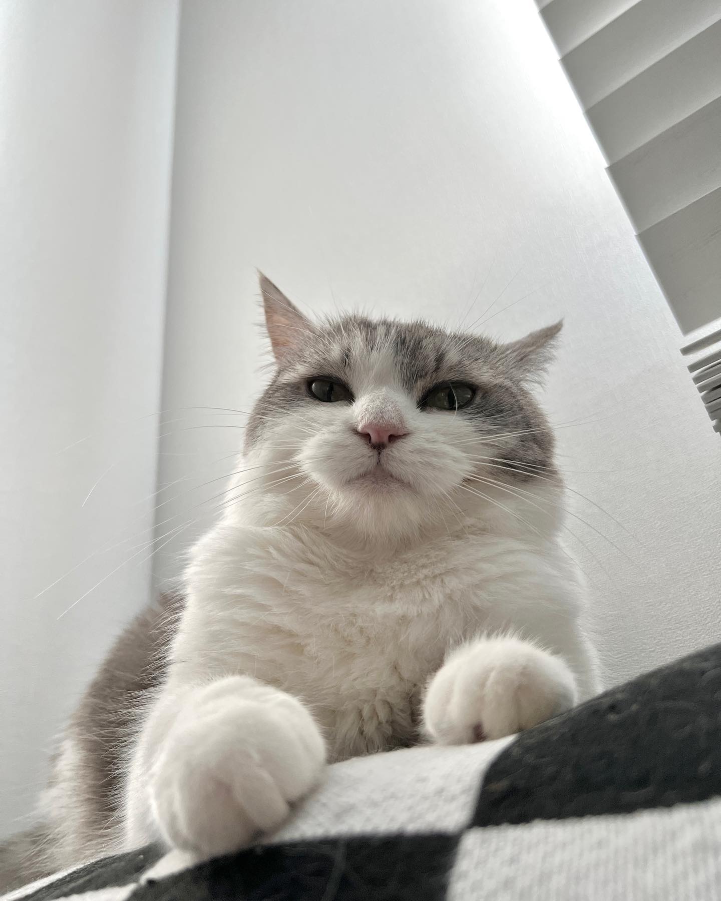 😲😲😲
.
.
.
.
.
.
.
.
.
.
.
.
#사지마세요입양하세요 #고양이 #귀여운고양이 #귀여운짤 #초보집사 #냥스타그램 #육묘일기 #개냥이 #개냥이스타그램 #냥플루언서 #묘델 #집사스타그램 #dontshopadopt #cat #catlover #catstagram #neko #meow #領養代替購買 #猫 #爱猫 #猫猫日常 #猫写真 #猫咪 #貓奴 #喵星人