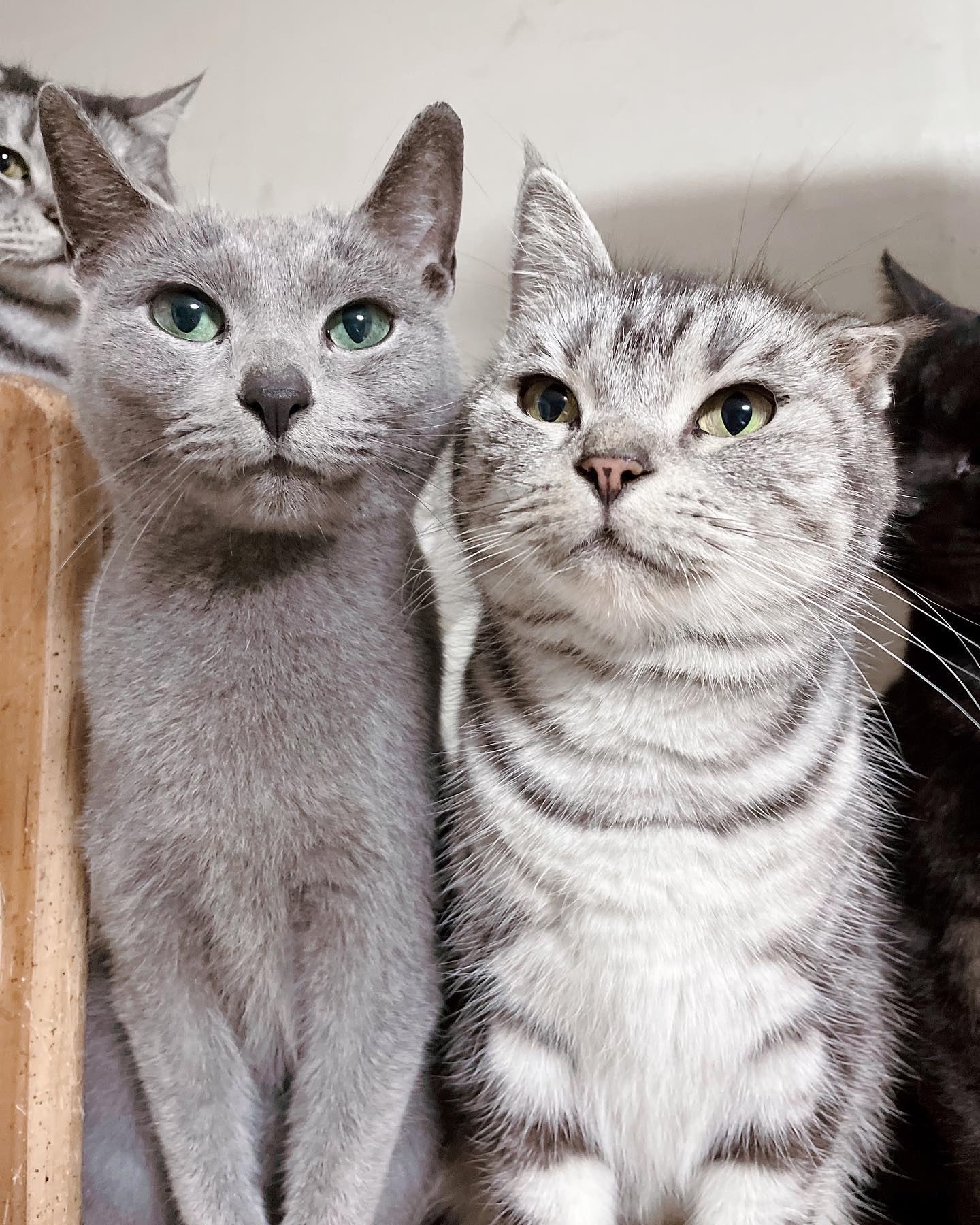 🥹
.
.
.
#russianblue #russianbluecat #russianbluesofinstagram #russianbluekitten #俄羅斯藍貓 #azulruso #russischblau #러시안블루 #ロシアンブルー #bleurusse #cat #kitten #prettycat #kat #gato #chat #neko #katze #ねこ #고양이 #貓 #貓咪日常 #喵星人 #cfacats  #catloversclub  #catoftheday #kittensofinstagram #hanimouse #鼠妮來一份