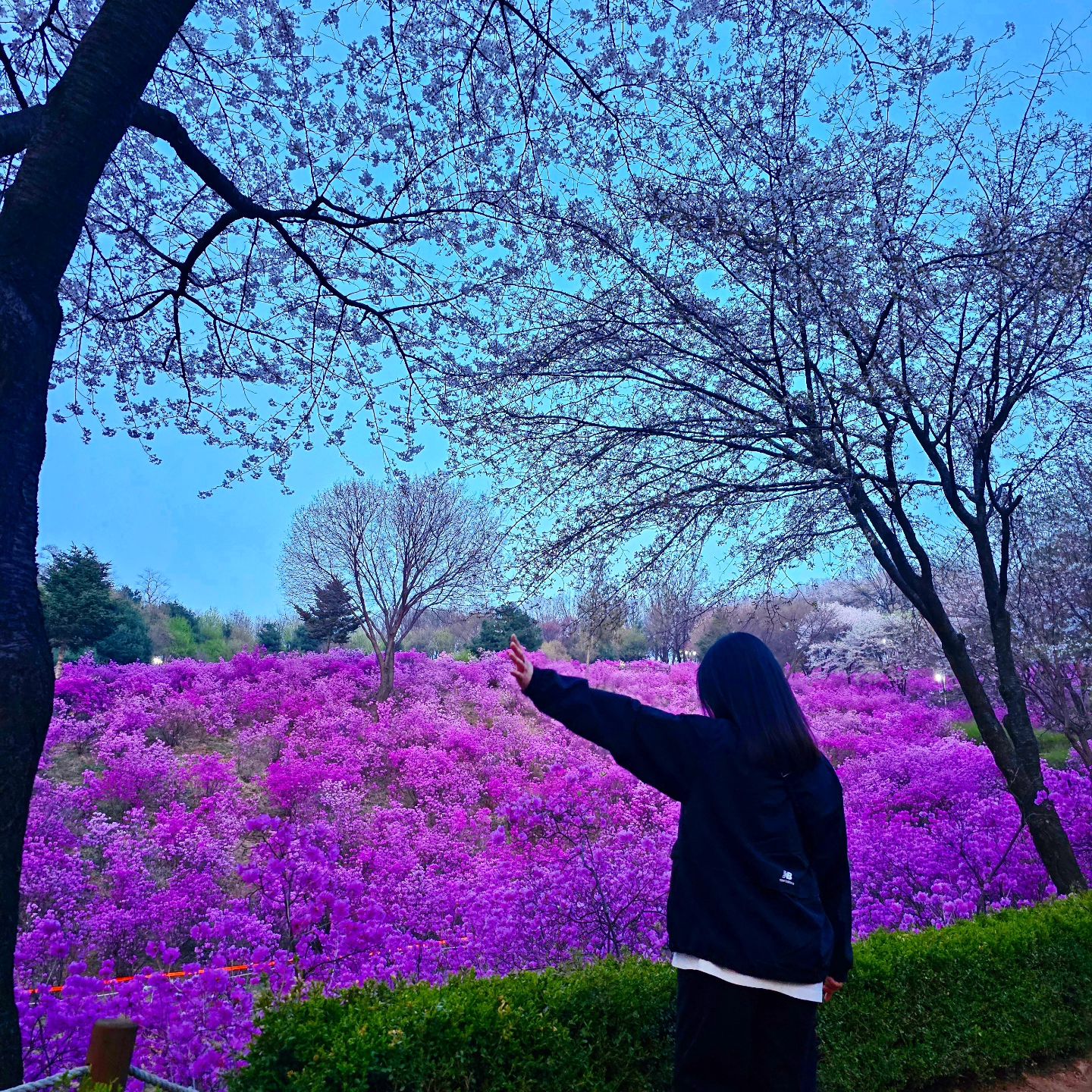 #❤️

진달래가 이렇게나 많아~?!😍