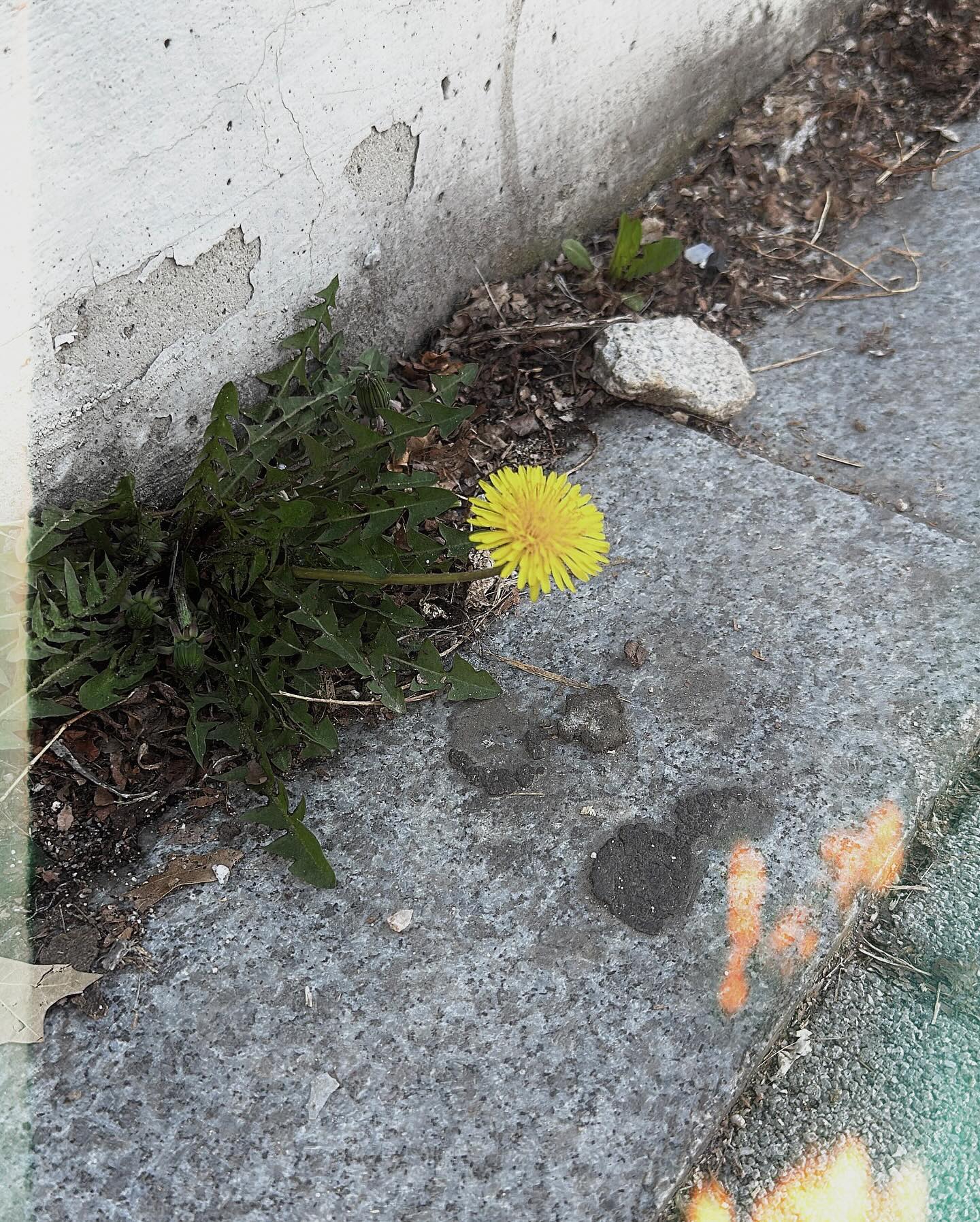 🌼🐣🐡