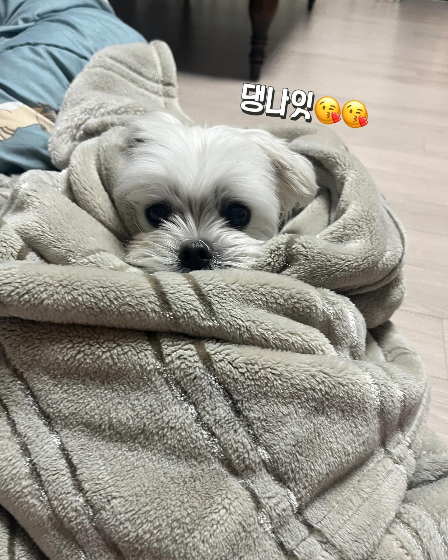#개은우 #차은우 #얼굴천재

하품만 나오는 일요일 ❤️❤️
친구들아 댕나잇😘😘

#댕나잇 #굿밤
#하품하는강아지

#오콩 #콩이 #대전토박이 #대전토박이랍니다🙋🏻‍♂️ #대전의아들 #대전의개아들 #차은우닮은강아지 #차은우닮은꼴
#말티즈 #강아지 #maltese #dog #멍멍이 #댕댕이 #반려견 #견주소통 #멍팔 #멍팔환영 #멍팔맞팔 #강아지친구들맞팔해요❤